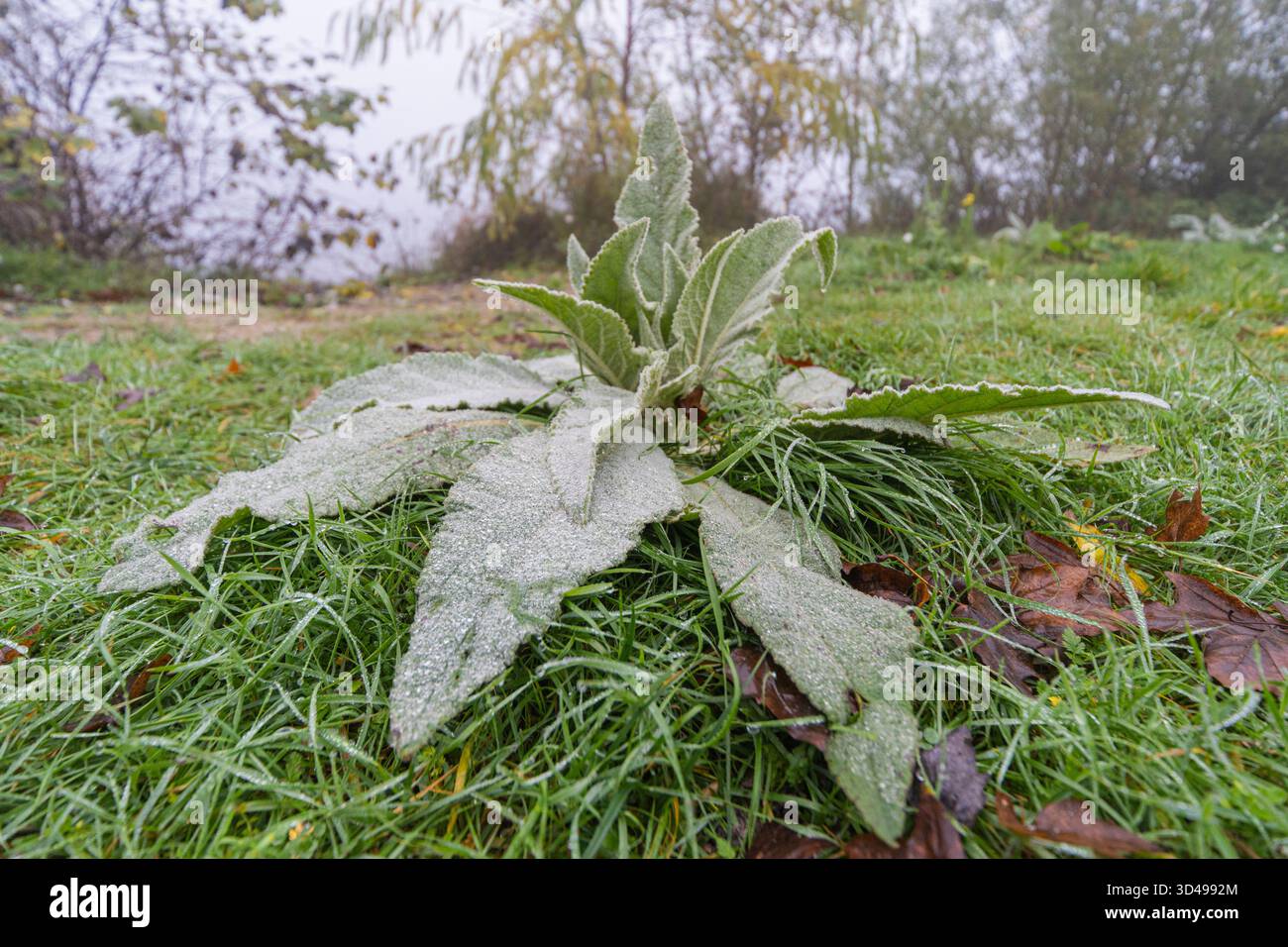 Nahaufnahme einer wilden Pflanze mit frostigen Blättern, die an einem kalten Herbstmorgen auf taufreibendem Gras ruht. Stockfoto