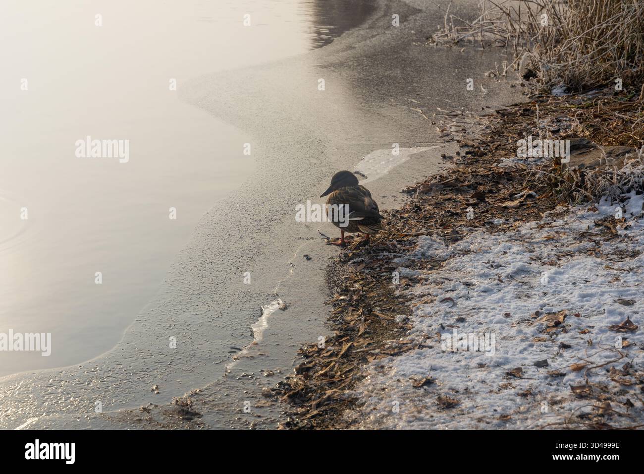 Eine Stockenten-Ente, die auf eisigem Boden an einem gefrorenen See ruht, umgeben von leichtem Frost und Schnee. Stockfoto