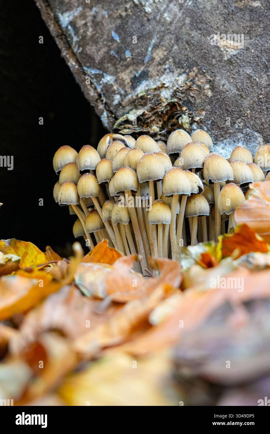 Eine Gruppe kleiner Pilze, die an der Basis eines Baumes zwischen Herbstblättern in einem Wald wachsen. Naturszene aus nächster Nähe mit sanftem Licht und warmen Herbstfarben. Stockfoto