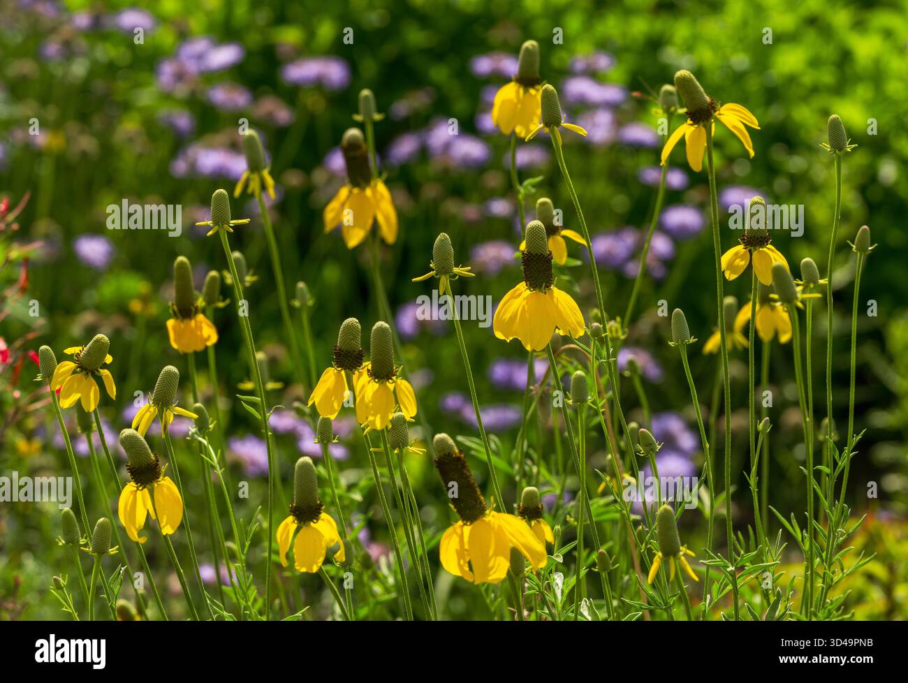 Gelbe Prairie Coneflower (Ratibida columnifera), die häufig als mexikanische Hutblüten bezeichnet werden und in einem Frühsommergarten blühen. Stockfoto