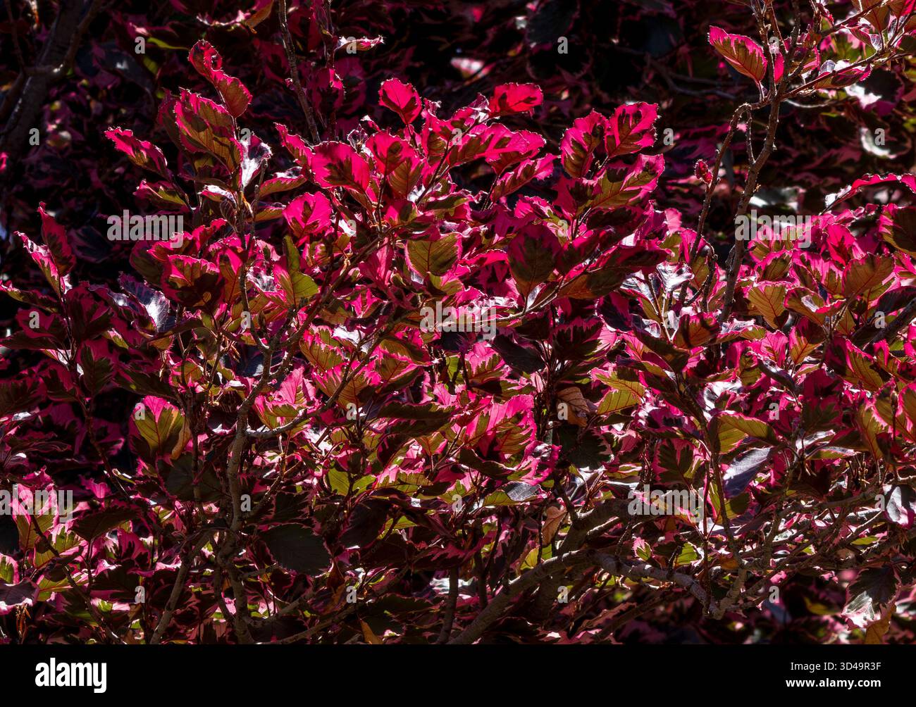Nahaufnahme eines europäischen Buchenbaums mit drei Farben, dessen Blätter vom Sonnenlicht beleuchtet werden und ihr kompliziertes Muster und ihre Farbe zeigen. Stockfoto