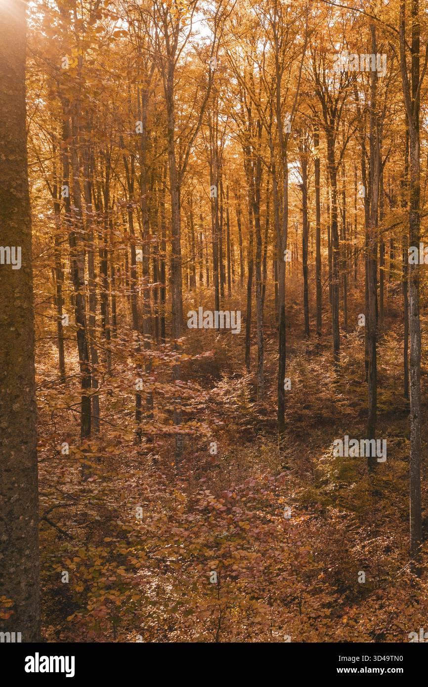 Ruhiger Herbstwald mit beeindruckenden Bäumen und warmer Orangensonne, Gechingen, Bezirk Calw, Deutschland Stockfoto