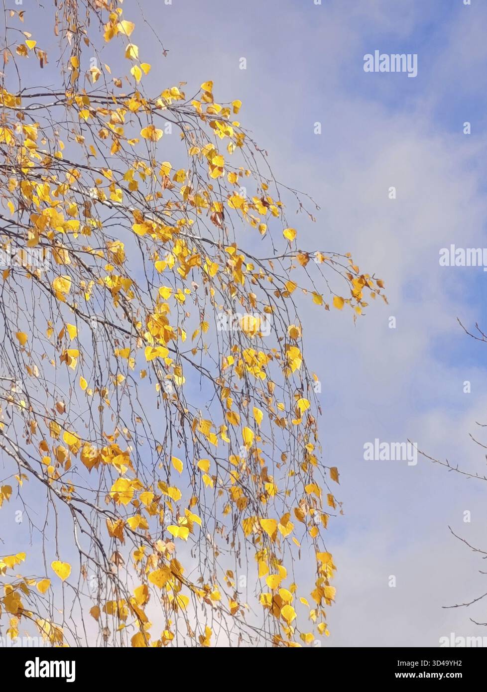 Gelbe Blätter an Birkenzweigen am Himmel Stockfoto