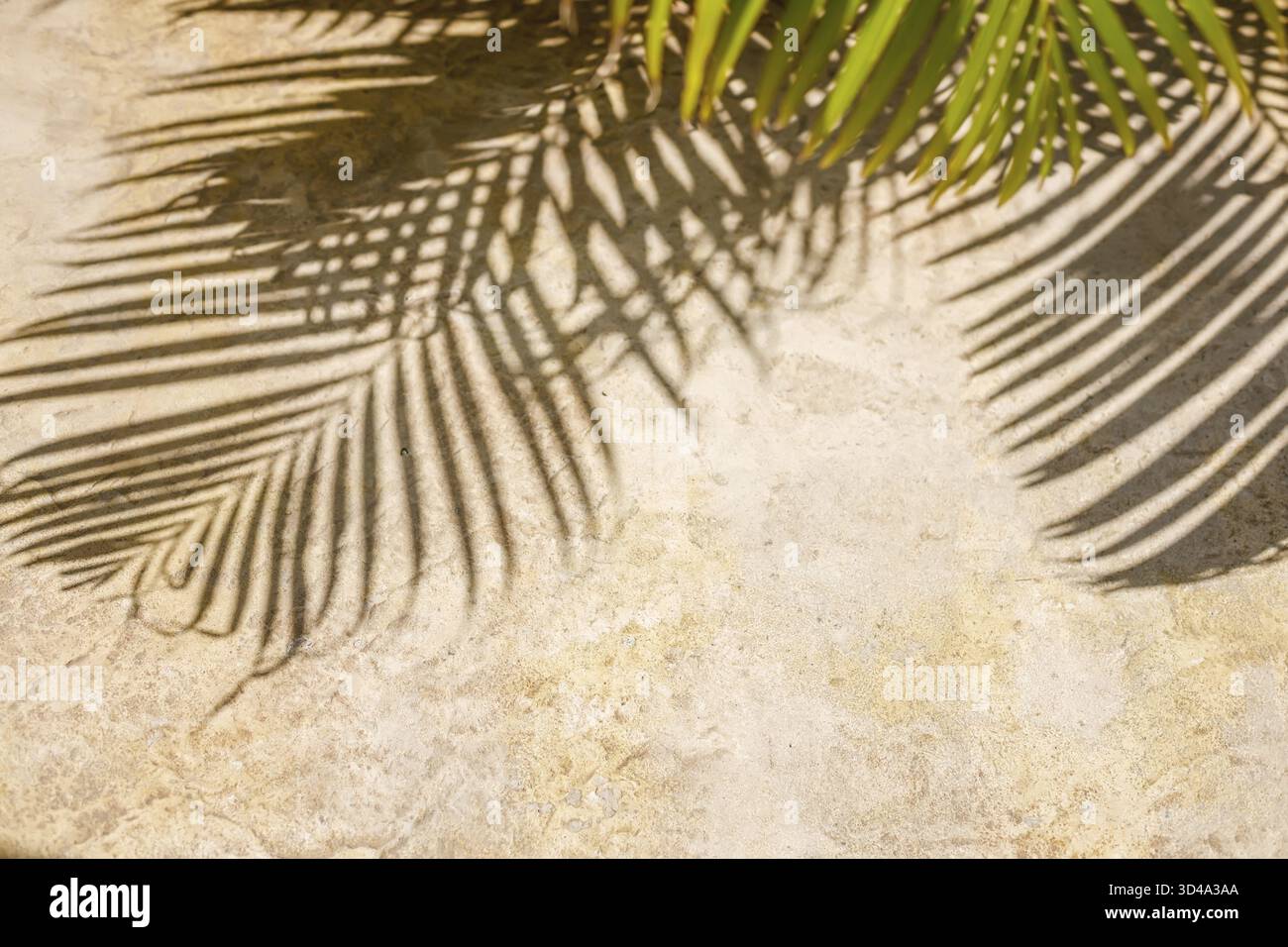 Palmblätter werfen komplizierte Schatten auf eine sonnendurchflutete Betonoberfläche und schaffen eine künstlerische Darstellung von Licht und Natur. Das Bild hebt die Schönheit von hervor Stockfoto