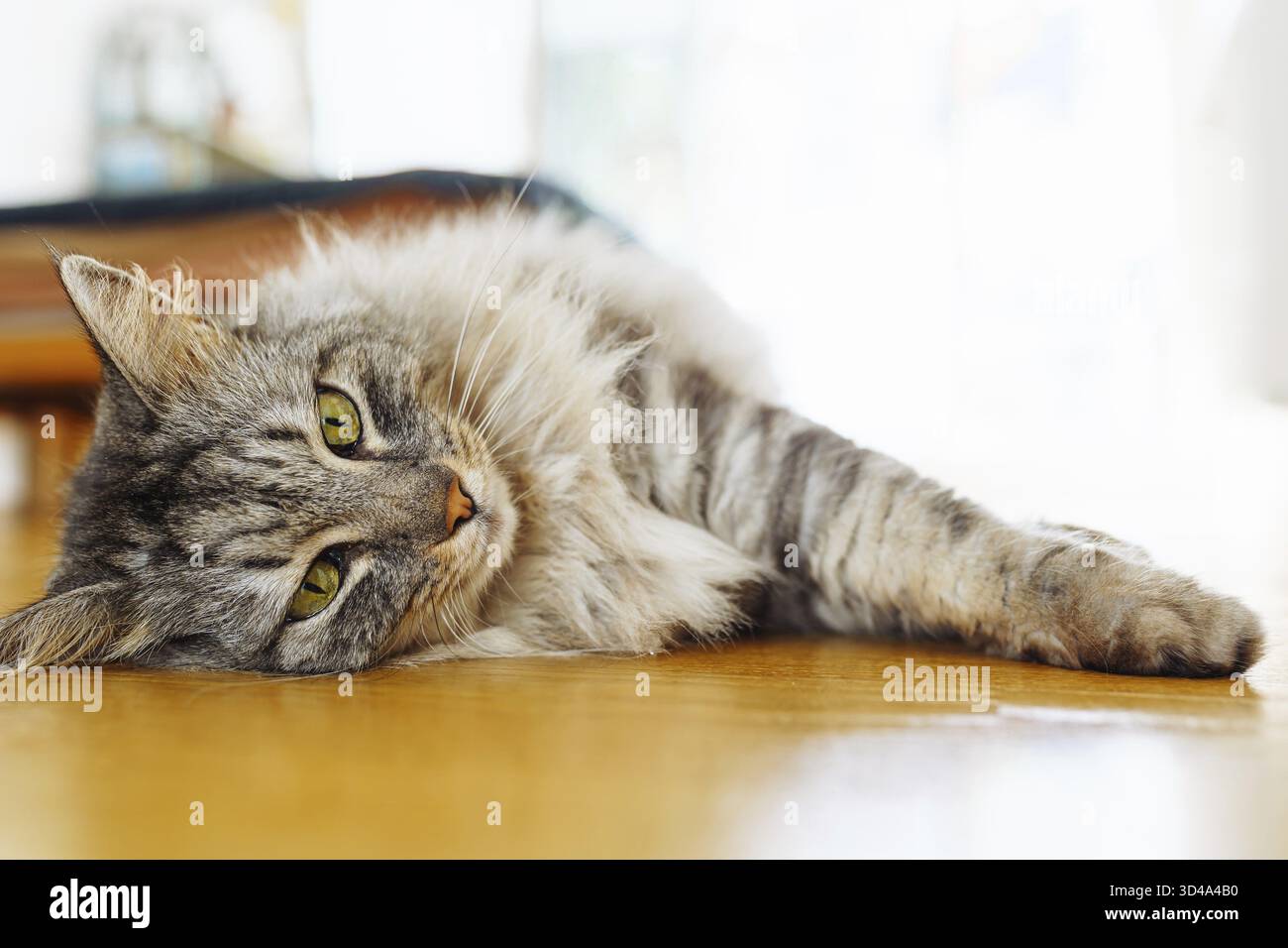 Flauschige graue Hauskatze liegt auf Parkettboden, in Sonnenstrahlen. Weiches warmes Licht, angenehmes Leben für Haustiere Stockfoto