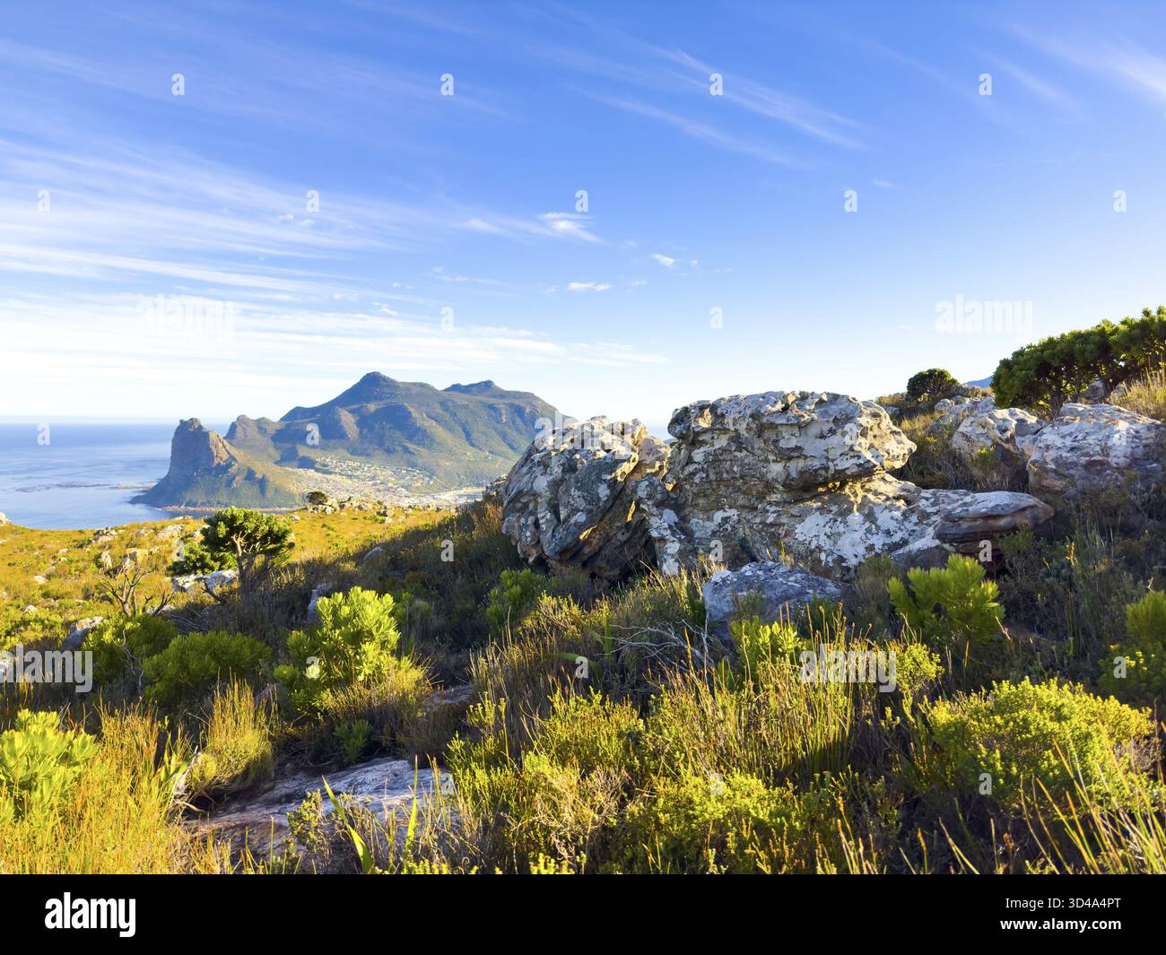 Hout Bay Küstenlandschaft mit Fynbos-Flora in Kapstadt, Südafrika Stockfoto