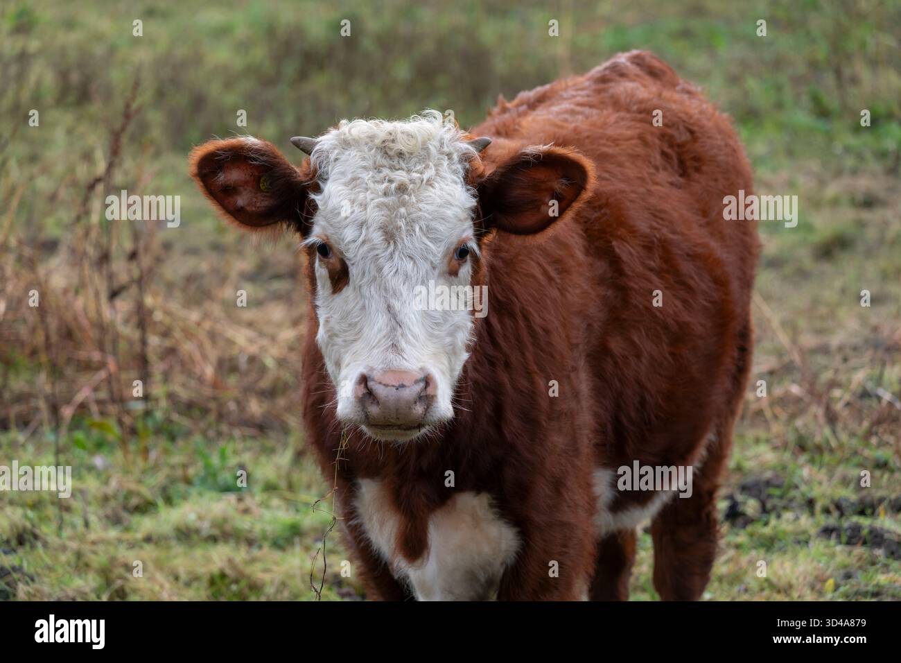 Nahaufnahme der Kuh im Freien in der englischen Landschaft im Herbst. Stockfoto