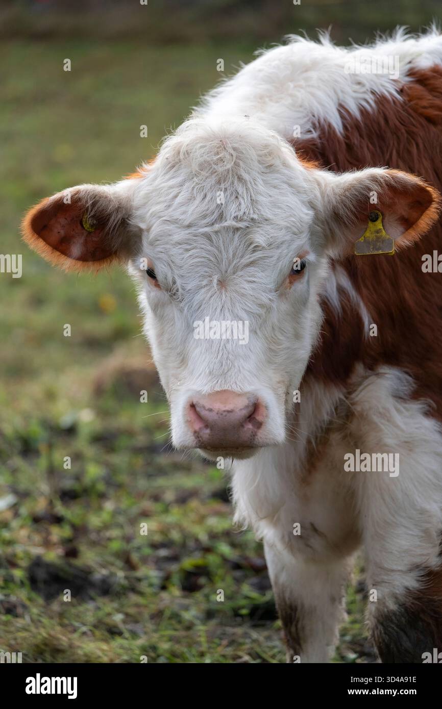 Nahaufnahme der Kuh im Freien in der englischen Landschaft im Herbst. Stockfoto