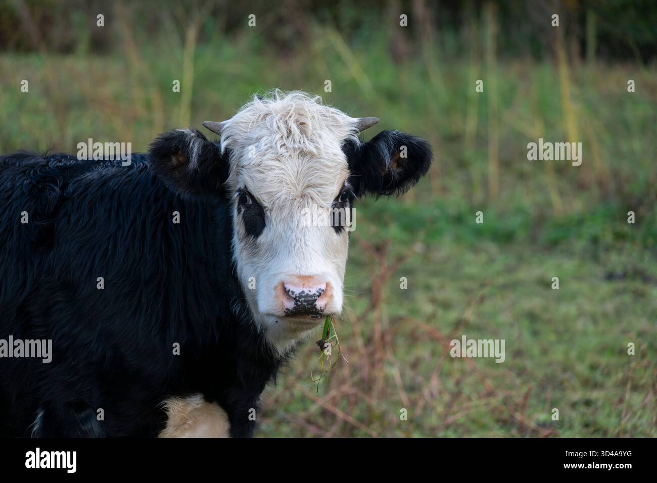 Nahaufnahme der Kuh im Freien in der englischen Landschaft im Herbst. Stockfoto