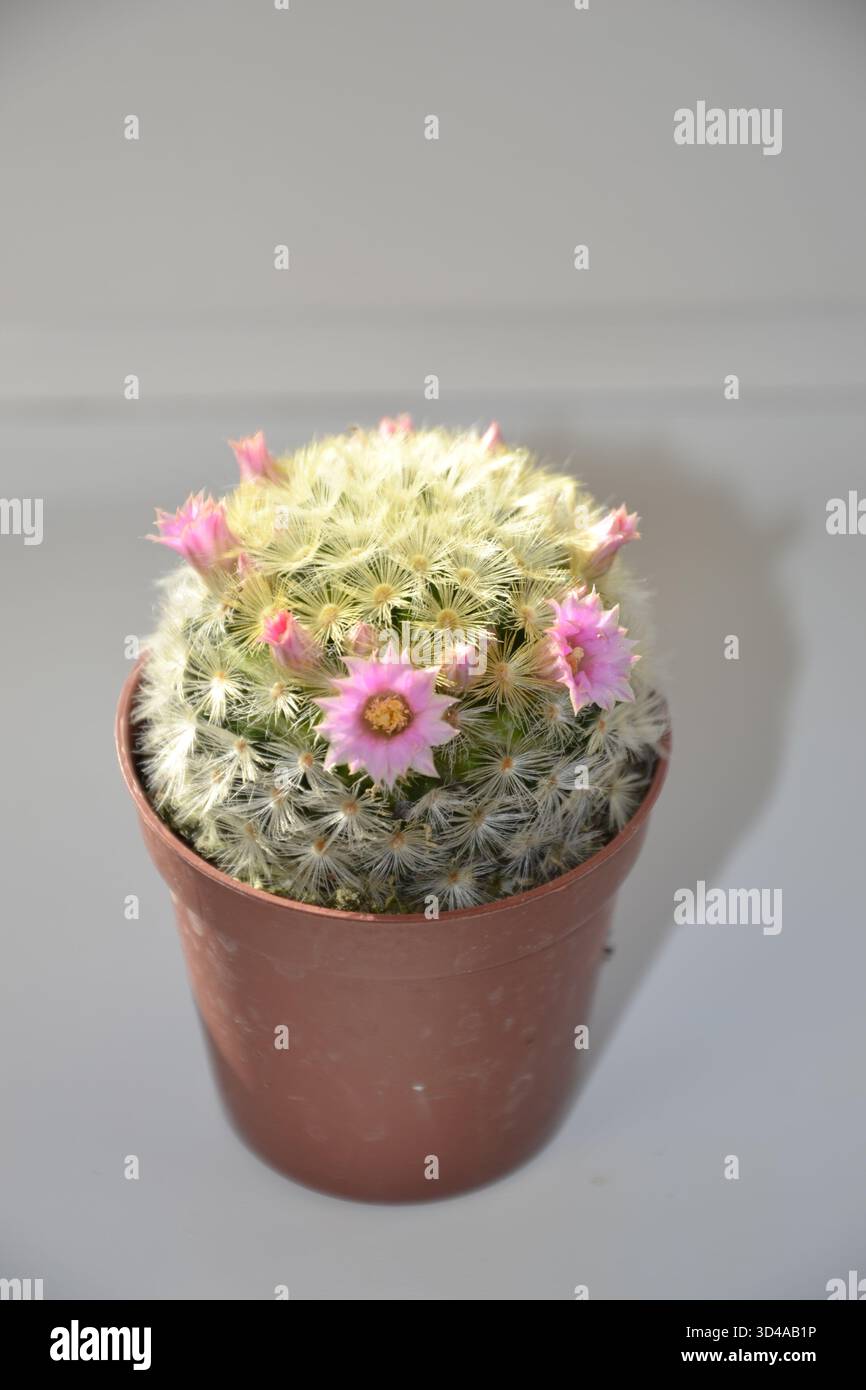 Flauschiger kaktus -Fotos und -Bildmaterial in hoher Auflsung  Alamy