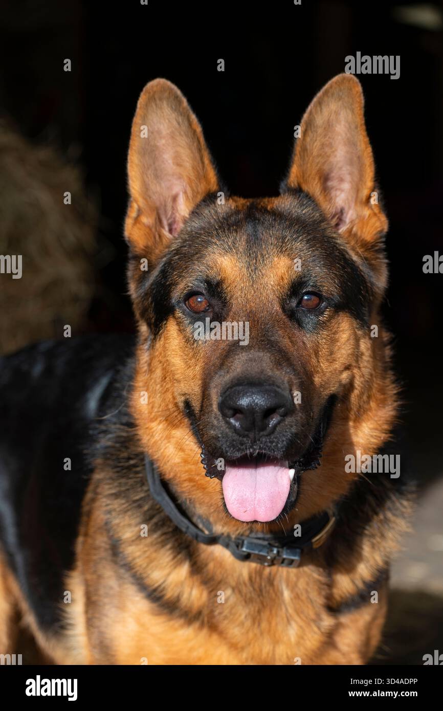 Schönes Porträt eines Deutschen Schäferhunds im Sonnenlicht mit dunklem Hintergrund Stockfoto