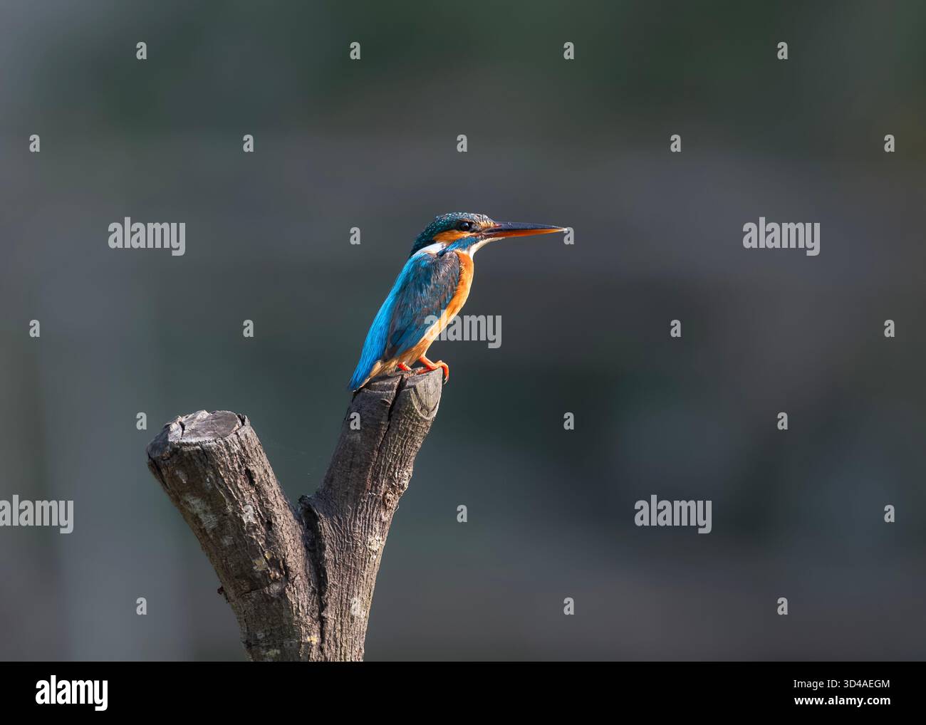Der gewöhnliche eisvogel (Alcedo atthis), auch als Eurasischer eisvogel und Fluss eisvogel bekannt, ist ein kleiner eisvogel. Stockfoto