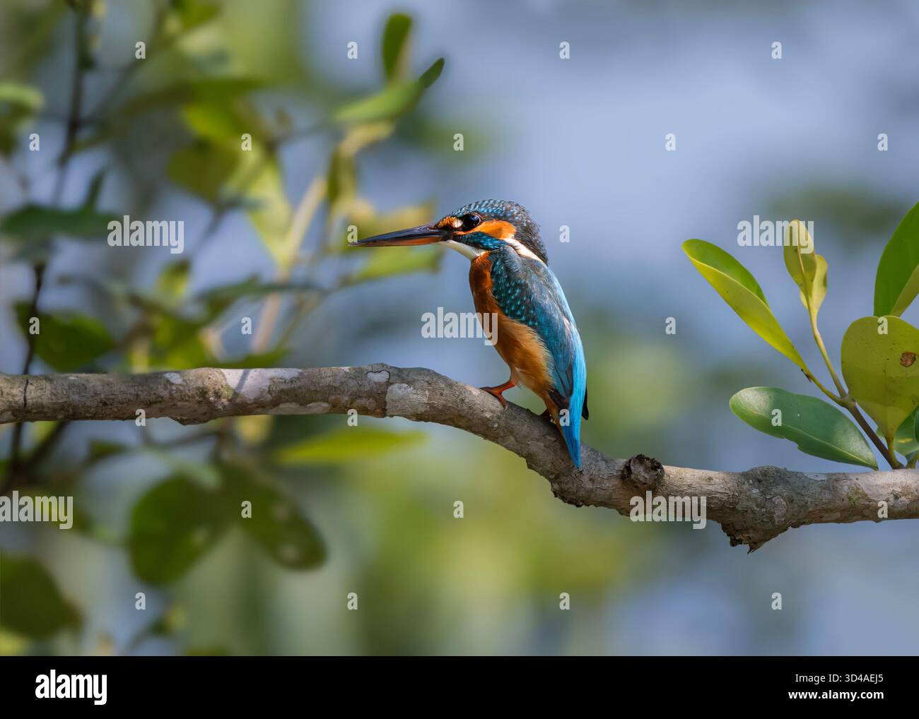 Der gewöhnliche eisvogel (Alcedo atthis), auch als Eurasischer eisvogel und Fluss eisvogel bekannt, ist ein kleiner eisvogel. Stockfoto