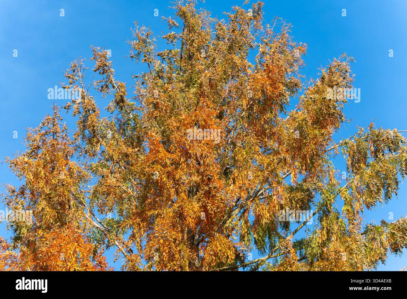 Die kahlköpfige Zypresse Taxodium distichum färbt sich vor einem klaren blauen Himmel in feuriges Orange. Gefiedertes Laub leuchtet in der Herbstsonne. Stockfoto