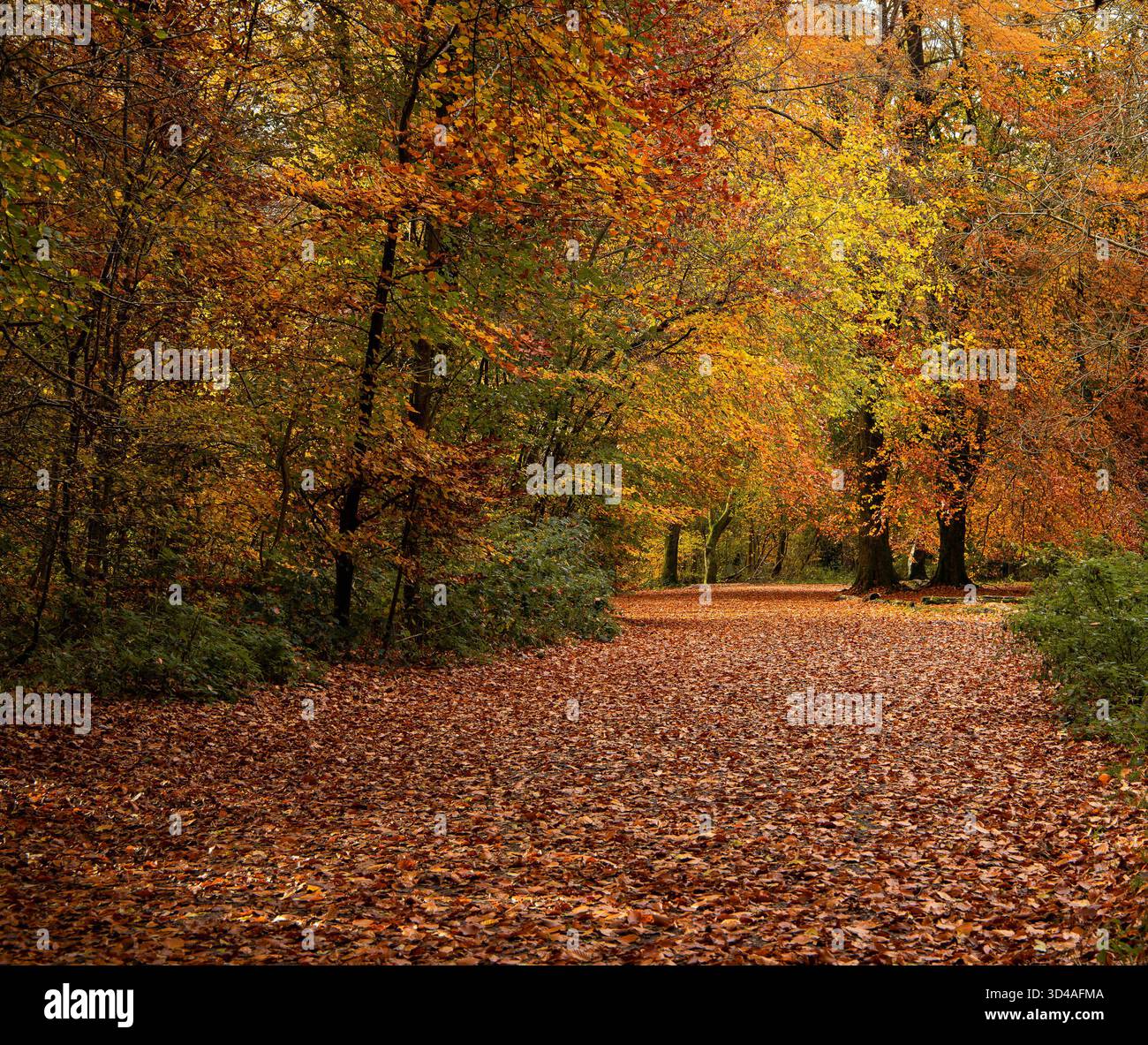 Malerischer Waldweg bedeckt mit herbstlichen Blättern umgeben von farbenfrohen Blättern in Rot-, Orange- und Gelbtönen Savernake Wald Marlborough Stockfoto