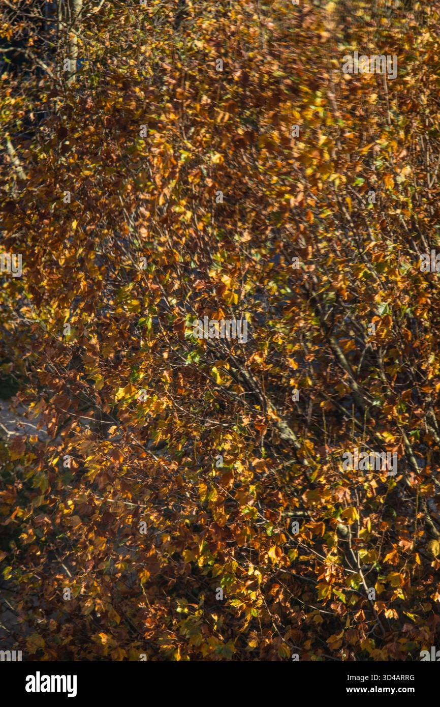 Enge Ernte toter herbstlicher Blätter auf Bäumen Stockfoto