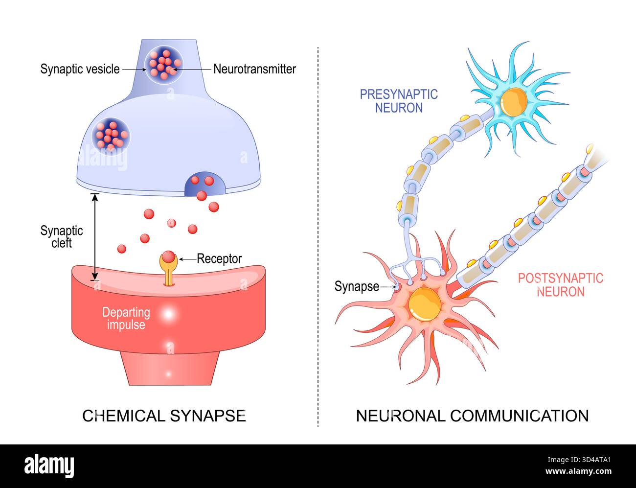 Neuronale Kommunikation. Von der präsynaptischen Nervenzelle zur postsynaptischen Nervenzelle. Nahaufnahme von synaptischer Spalte und chemischer Synapse. Stock Vektor
