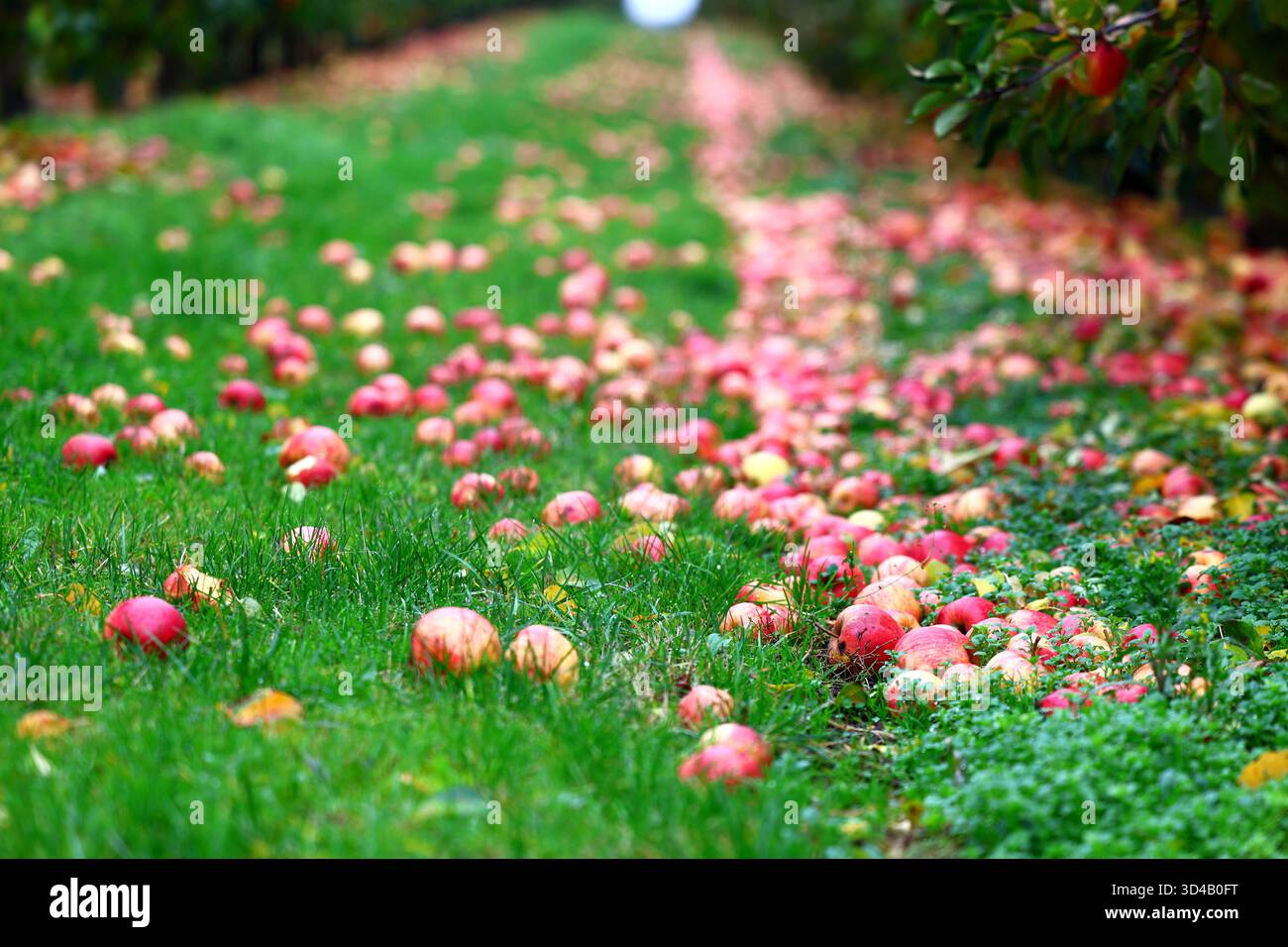 Gefallene Äpfel bedecken den Boden in einem Herbstgarten Stockfoto
