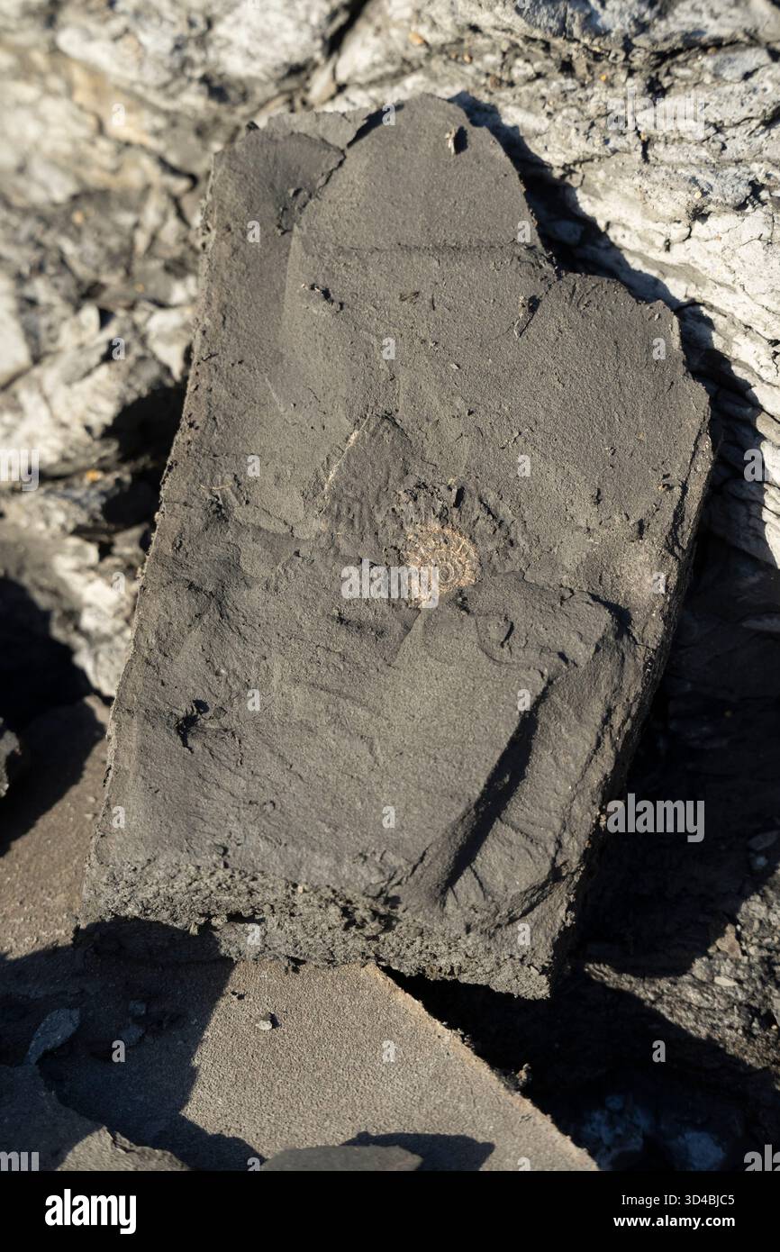 Fossiler Ammoniit in Schiefer, gefunden in der Nähe der Jurassic Coast, Großbritannien. Erhaltung der alten Meereslebewesen. Stockfoto