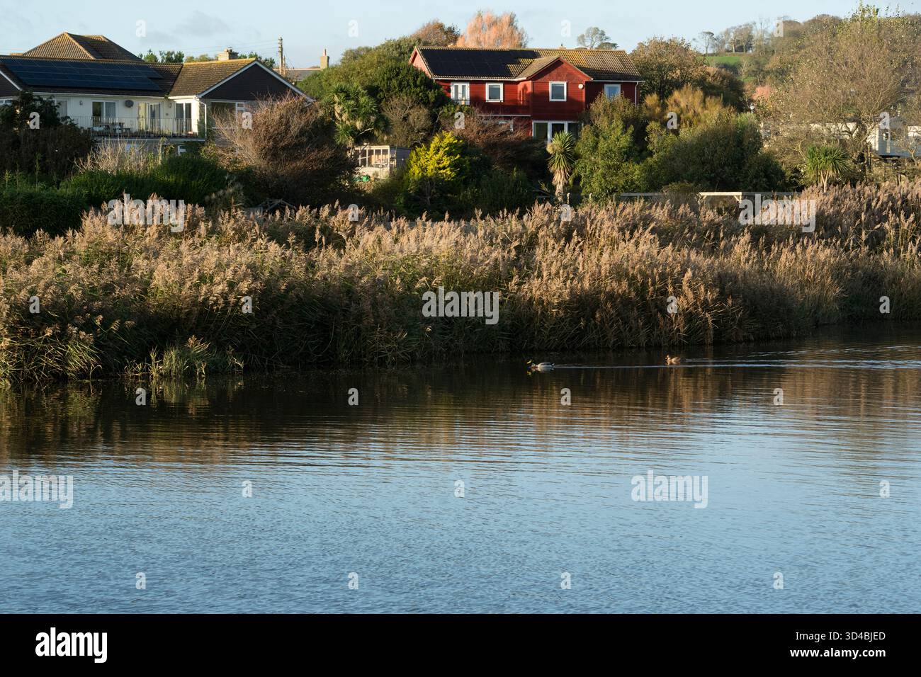 Enten schwimmen im Fluss exe in der Nähe von Häusern in Charmouth, Dorset Stockfoto