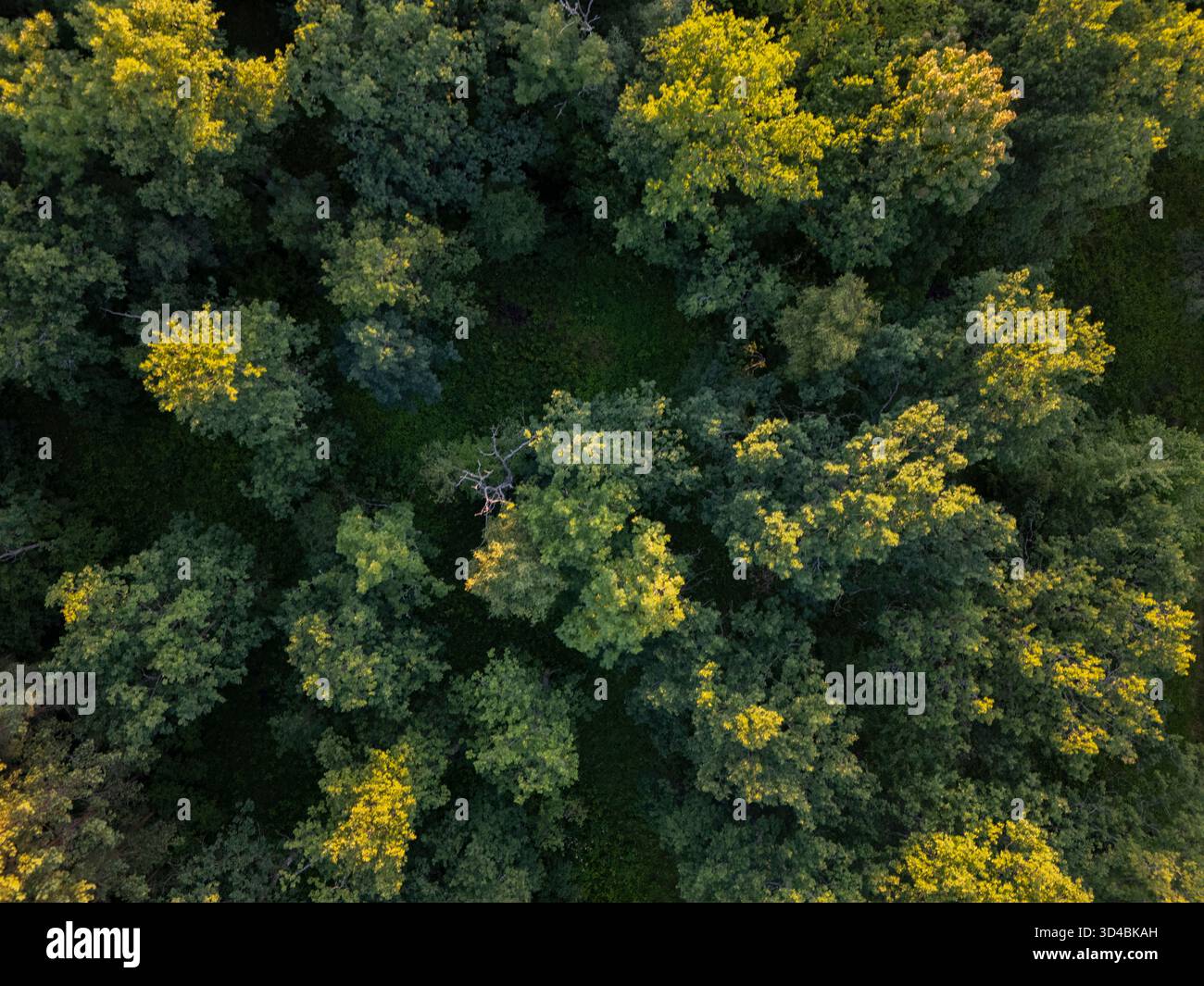 Grüner Wald aus der Vogelperspektive direkt von oben Stockfoto