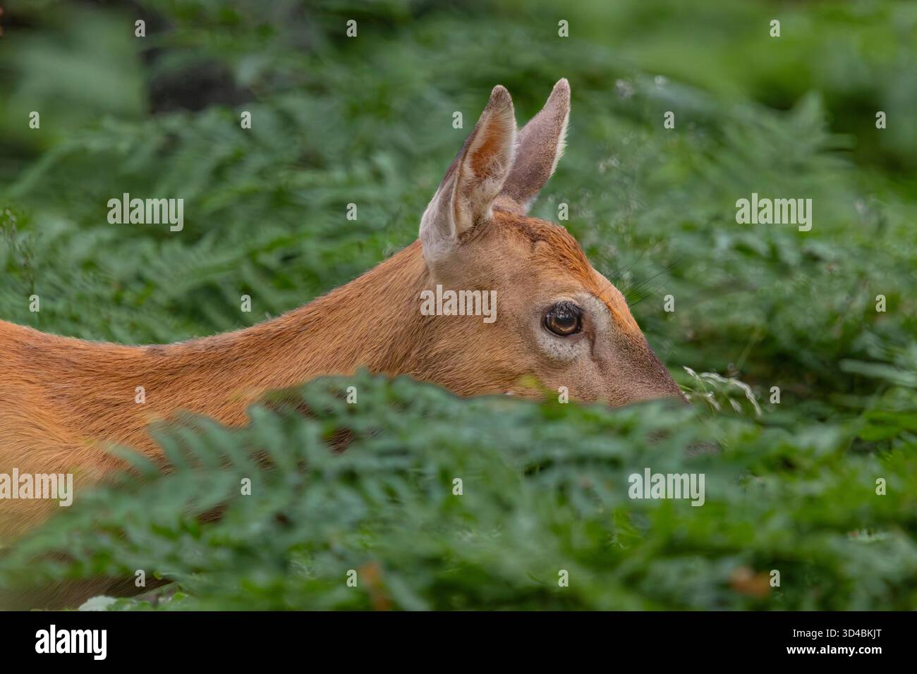 Ein weibliches Weißschwanzhirsch Stockfoto