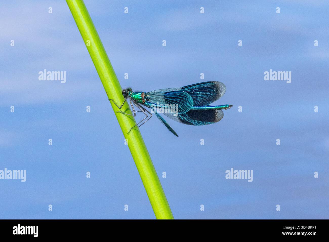 Ein wunderschönes Demoiselle Stockfoto