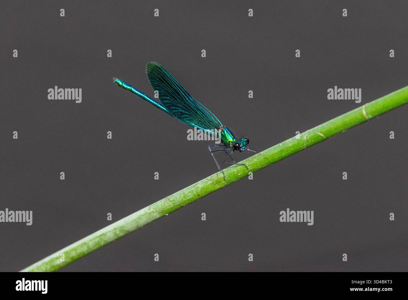 Ein wunderschönes Demoiselle Stockfoto