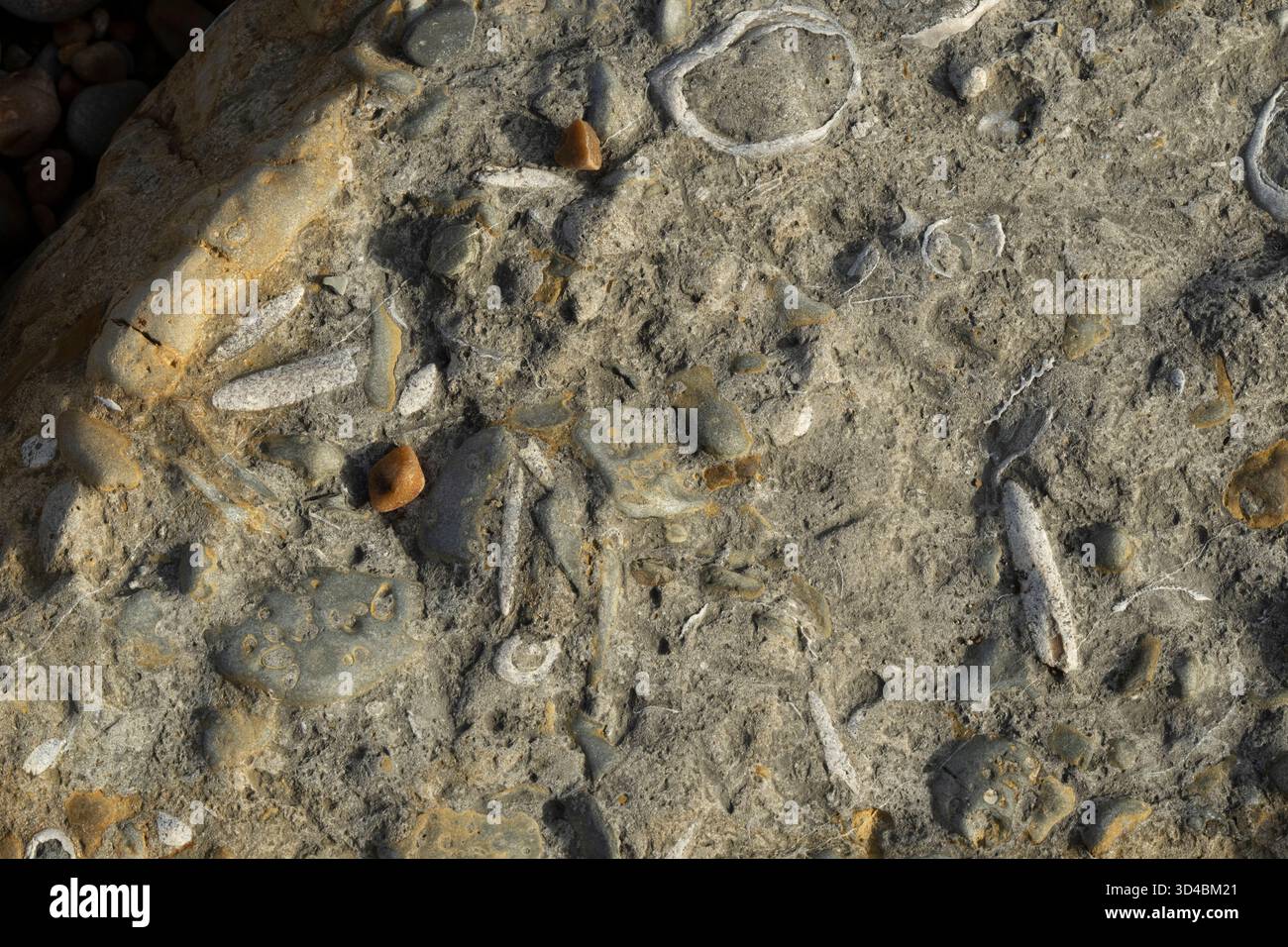 Fossilien in Kalkstein in Seatown, Dorset, Großbritannien. Uralte Meereslebewesen, die Millionen von Jahren erhalten wurden. Stockfoto