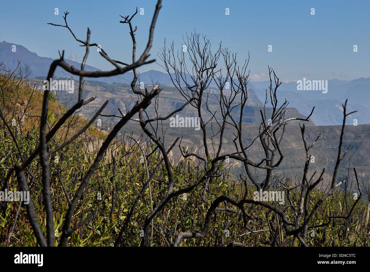 Brandnarben, Anzeichen von Widerstandskraft. Das Leben findet immer einen Weg zurück. Stockfoto