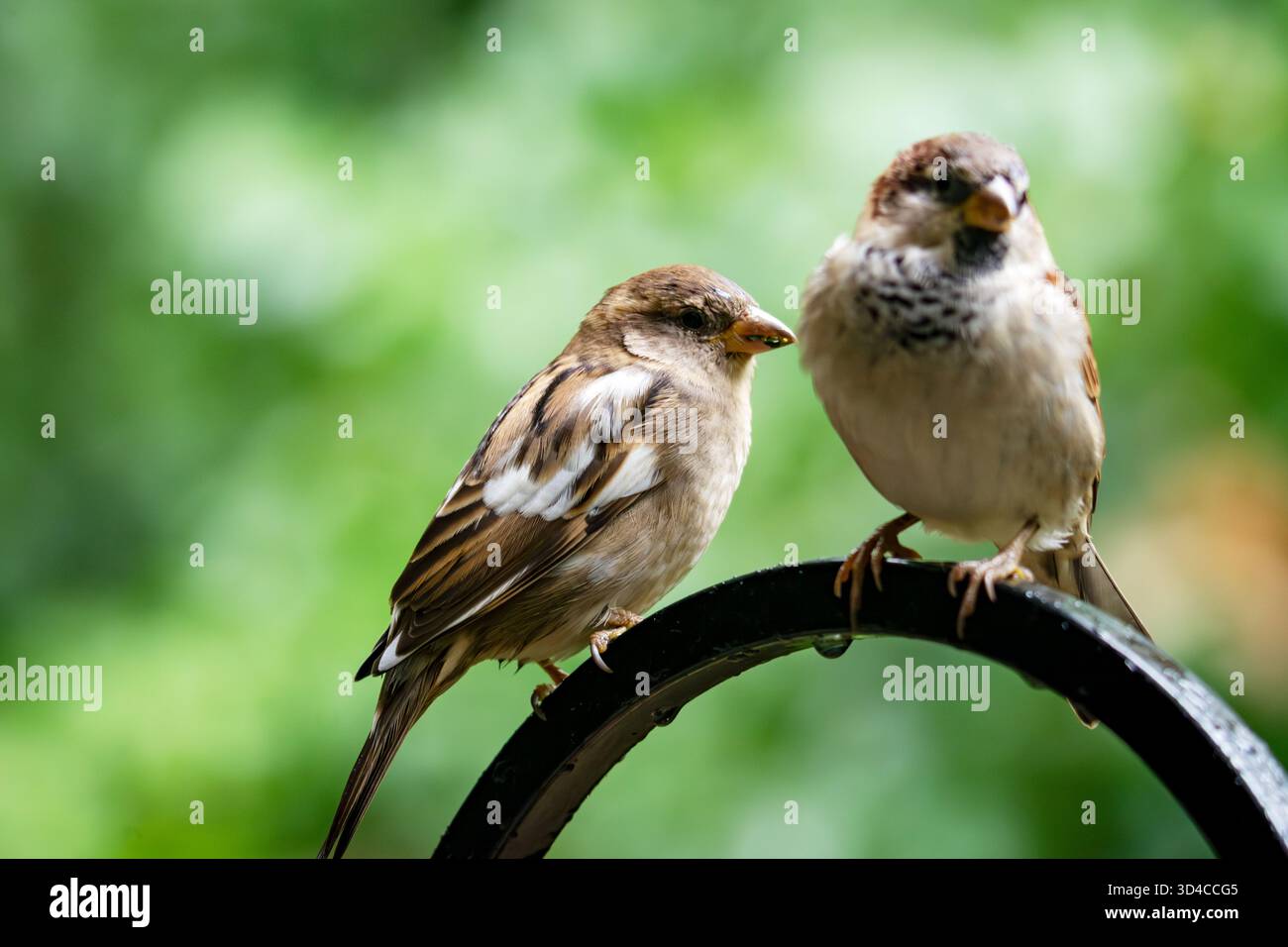 Zwei Hausspatzen, darunter eine mit Leuzismus, standen Ende September auf einem feuchten Futtermast im Waukesha County, Wisconsin. Stockfoto