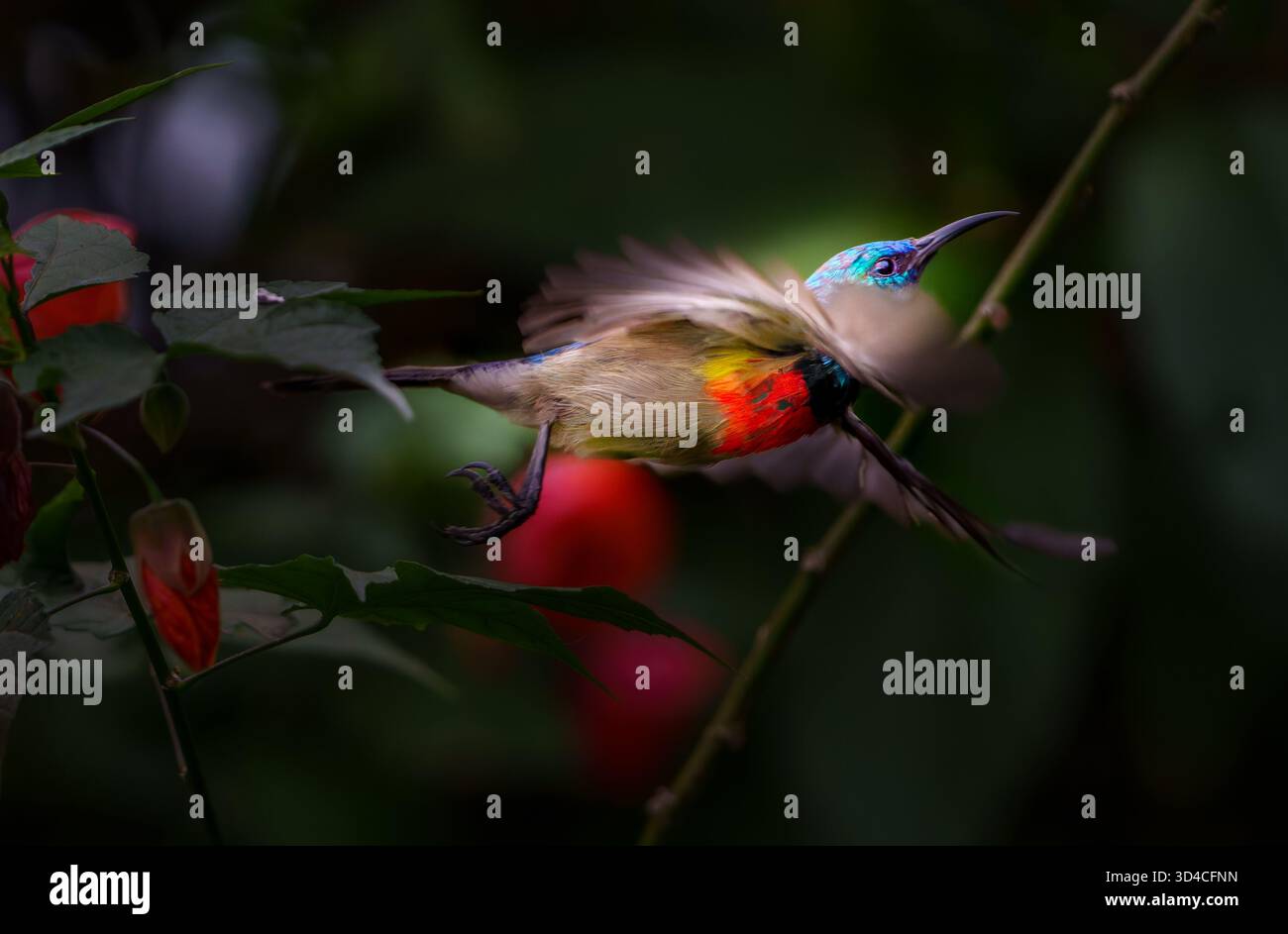 Rotbrust-Sunbird oder Cinnyris erythrocercus, der in blühenden Sträuchern auf der Suche nach Nektar-geladenen Blüten flattert Stockfoto