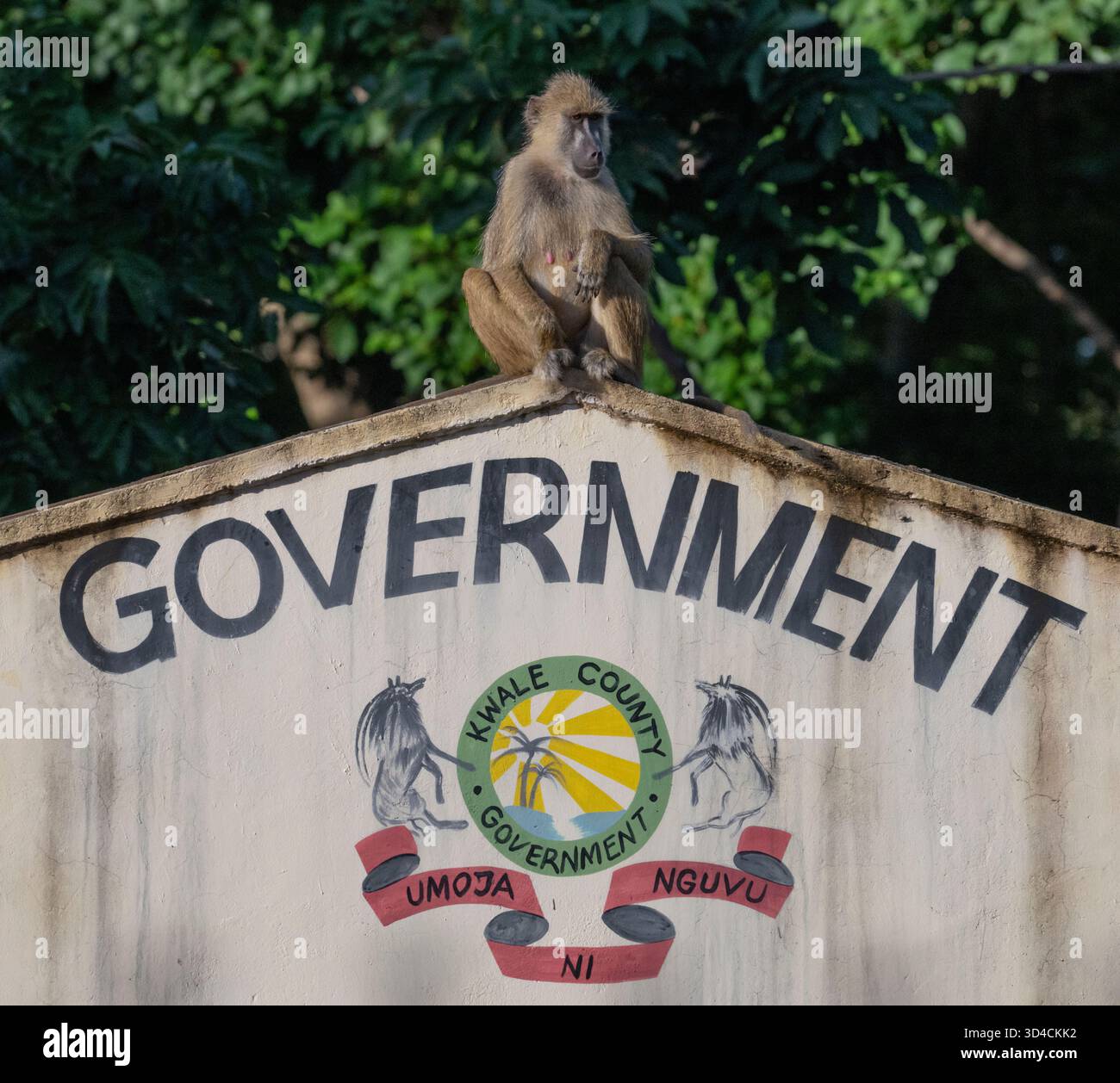 Schwangere weibliche gelbe Paviane (Papio cynocephalus), die auf dem Dach des Tourismusbüros in Shimoni, Kenia, sitzt, die beste Werbung für Ökotourismus Stockfoto