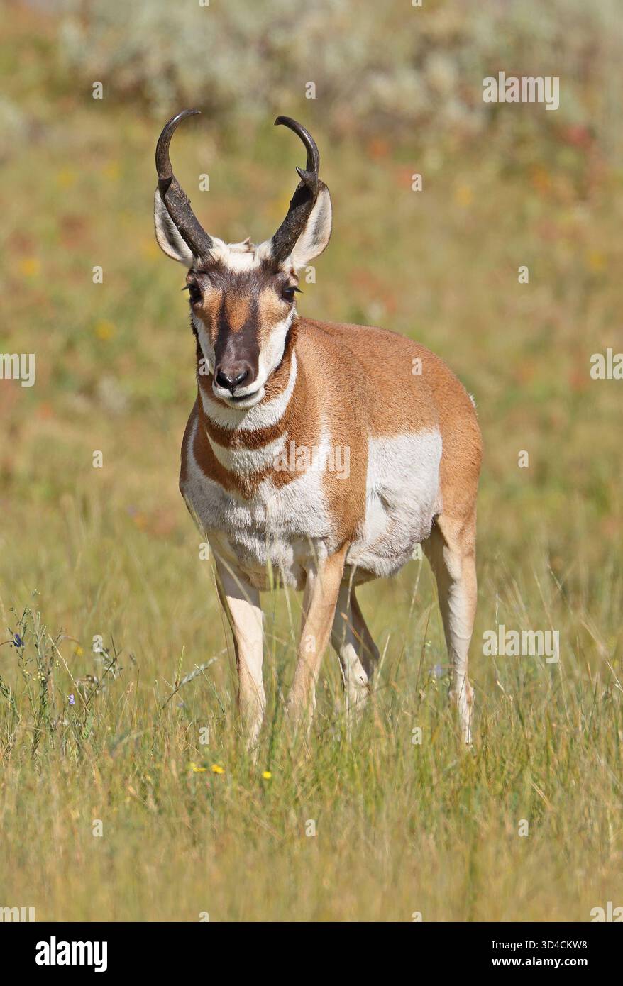 Pronghorn männlich auf dem Gras im Lamar Valley, Yellowstone National Park, USA Stockfoto