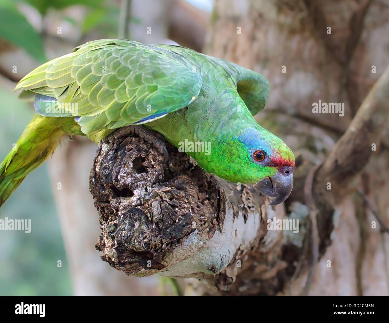Festlicher Amazonas-Papagei (Amazona festiva) in seinem natürlichen Lebensraum Stockfoto