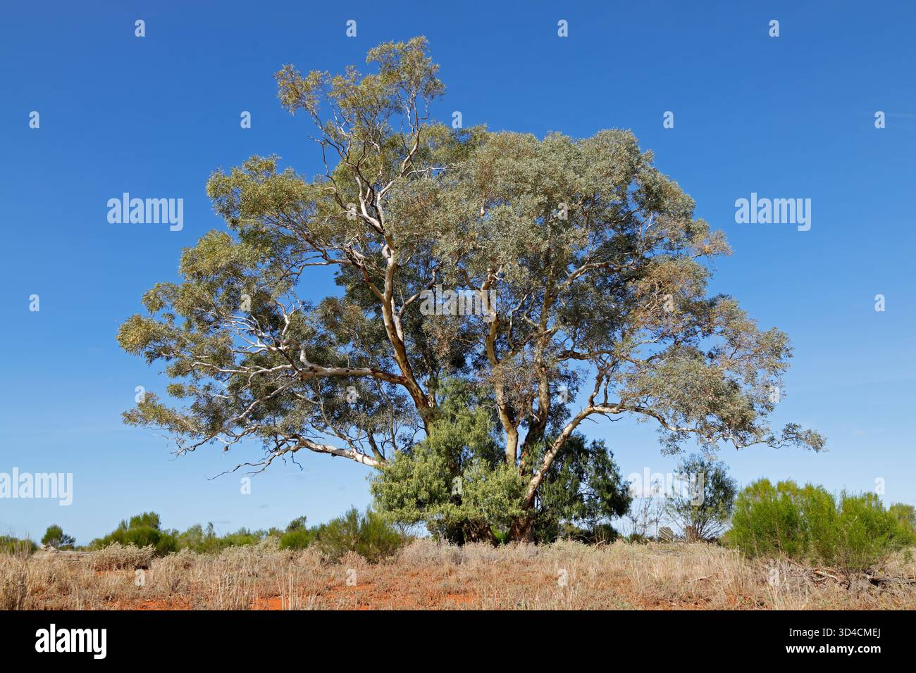 Ein wunderschöner Eukalyptusbaum im Grasland vor einem klaren blauen Himmel, South Australia Stockfoto