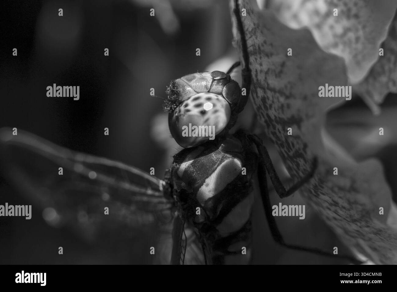 Dramatische Schwarzweiß-Großaufnahme des Libellenkopfes. Diese intensive Insektenwelt in der Natur zeigt detaillierte Tiermerkmale in auffälligem Schwarzweiß Stockfoto