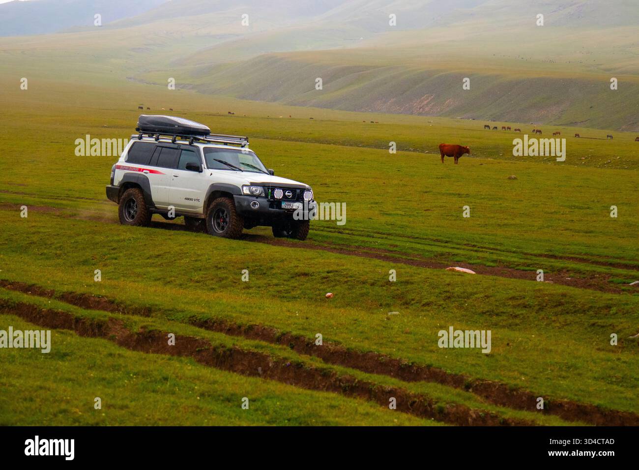Naryn, Kirgisistan - 13. Mai 2024: Vorderansicht eines modifizierten weißen Nissan Patrol Y61 SUV, der auf Reifenspuren in einem weiten grünen Feld mit fährt Stockfoto