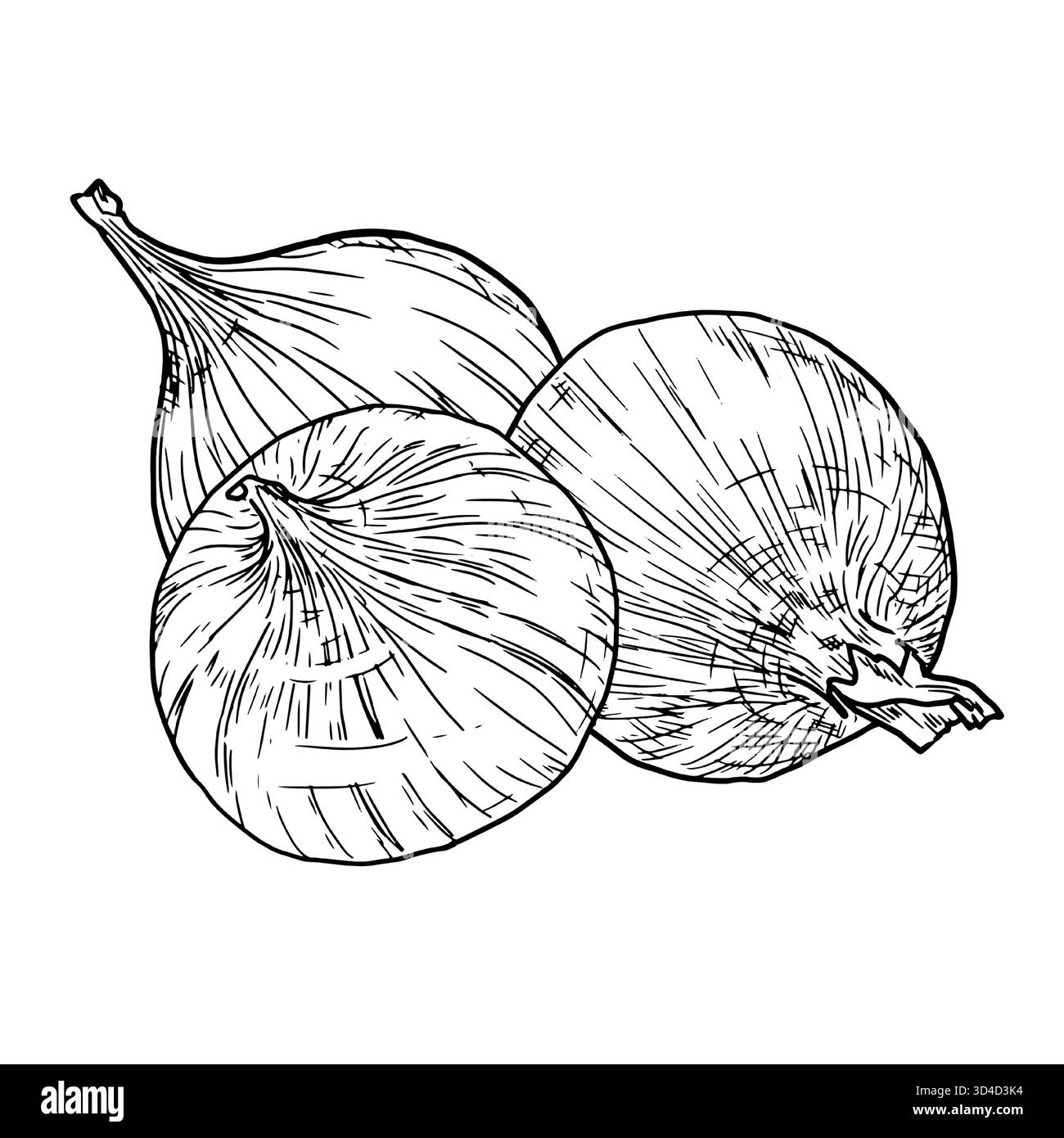 Zwiebel, ganze, schwarz-weiße Skizze. Vektorabbildung. Bauerngemüse und Gewürze, isoliert auf weißem Hintergrund. Für Rezepte, Menüs, zum Drucken Stock Vektor