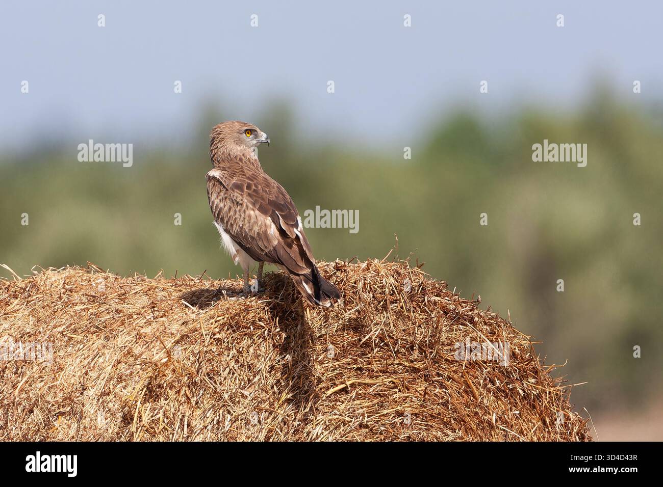 Porträt eines Kurzzehenadlers (Circaetus gallicus) dieser Raubvogel ist im gesamten Mittelmeerbecken, Russland und im Nahen Osten zu finden Stockfoto