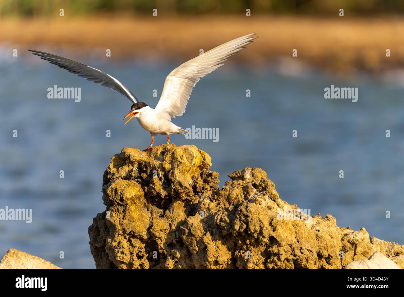 Sterna hirundo schlägt ihren Flügel auf einen Felsen im Mittelmeer, der im Juli in Israel fotografiert wurde Stockfoto