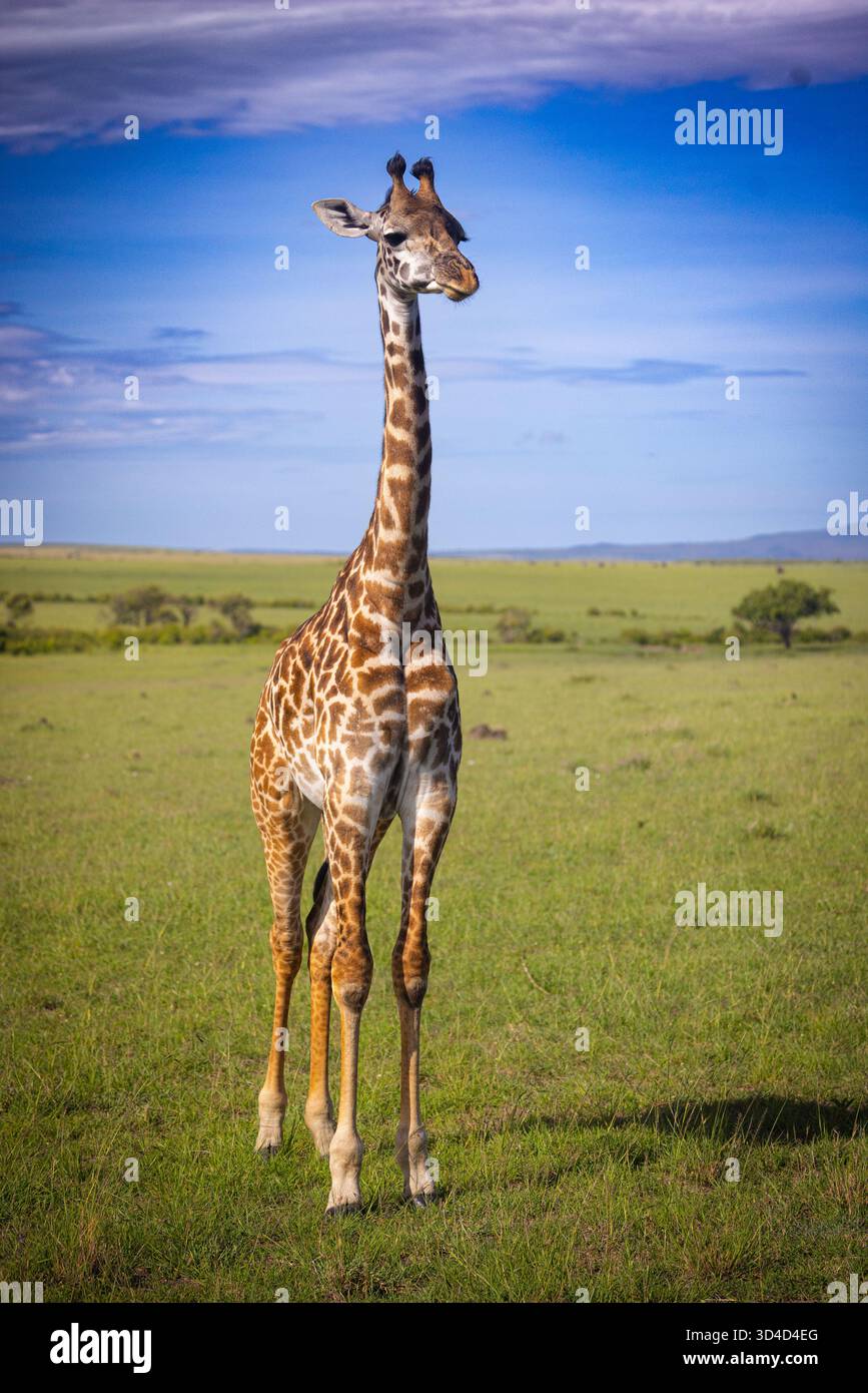 Die Masai Giraffe (Giraffa tippelskirchi alias Giraffa camelopardalis tippelskirchi) schrieb auch Maasai Giraffe, fotografiert in Masai Mara National Re Stockfoto