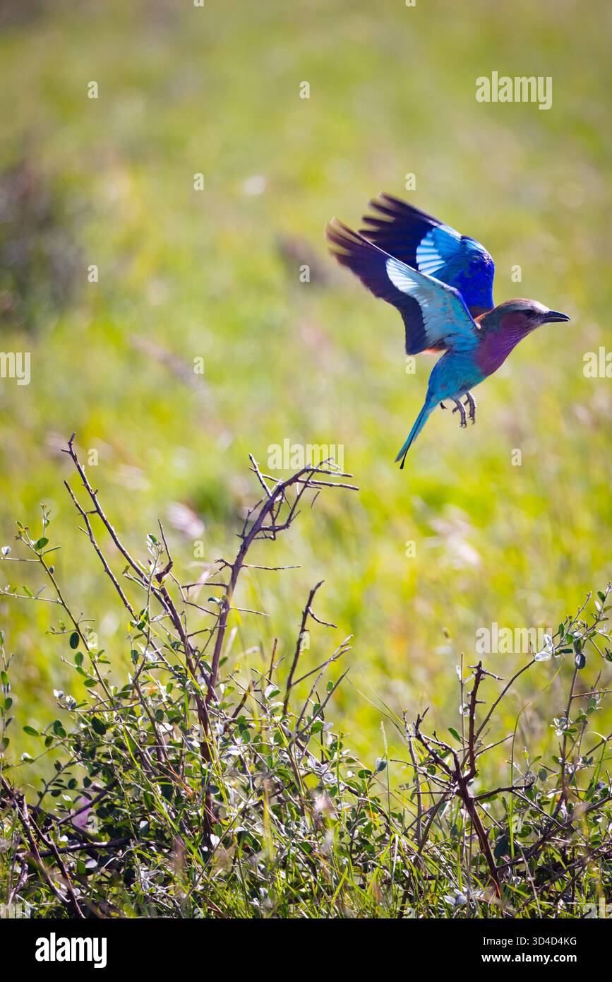Fliederbrust-Roller (Coracias caudatus) im Dornstrauch. Fotografiert im Masai Mara National Reserve, Kenia im April Stockfoto