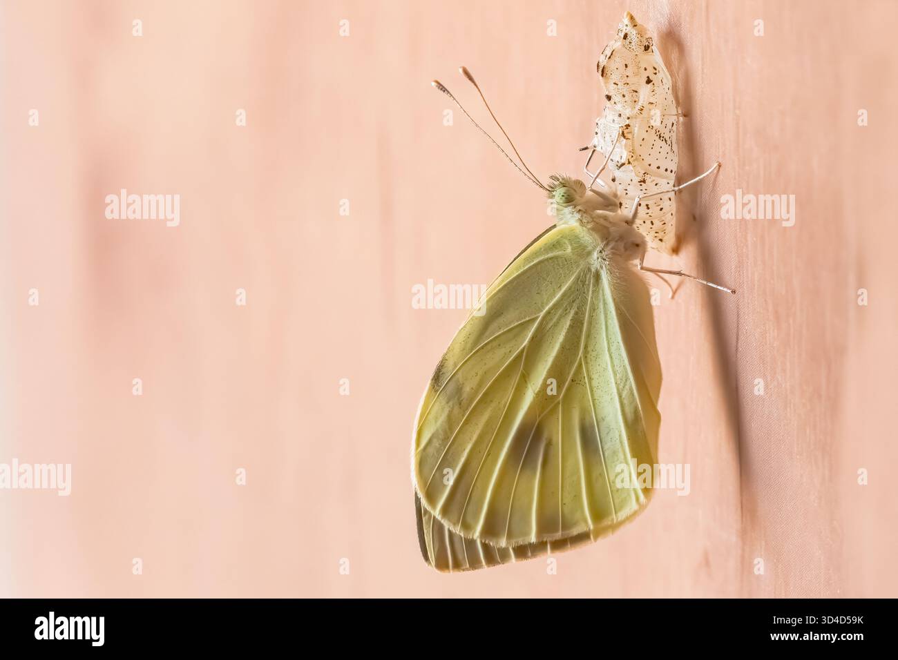 Kohl White (Pieris brassicae) Schmetterling aus seinem Kokon, der im Mai in Israel fotografiert wurde Stockfoto
