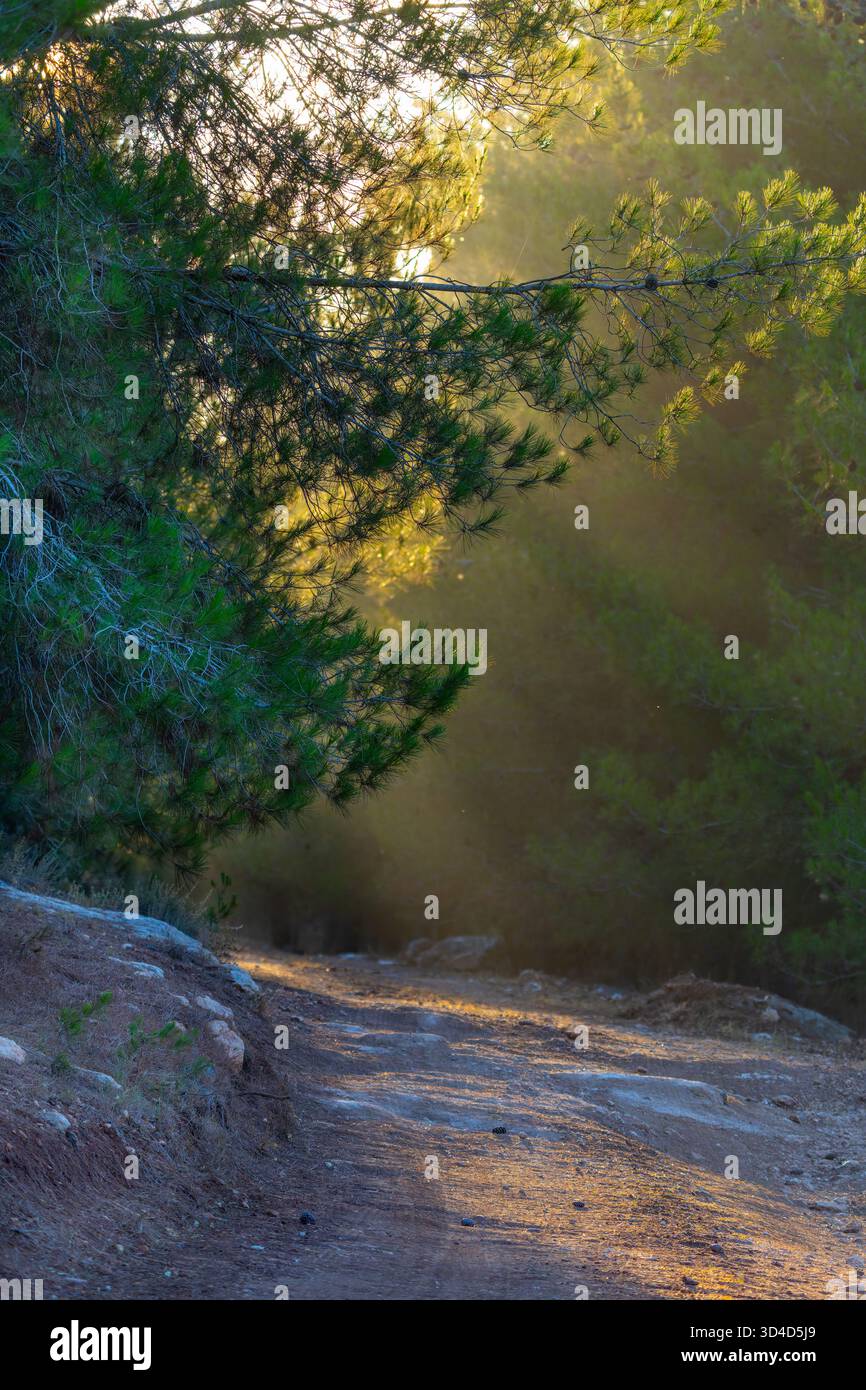 Jerusalem-Kiefer (Pinus halepensis, allgemein bekannt als Aleppo-Kiefer) Wald fotografiert in Jerusalem, Israel Stockfoto