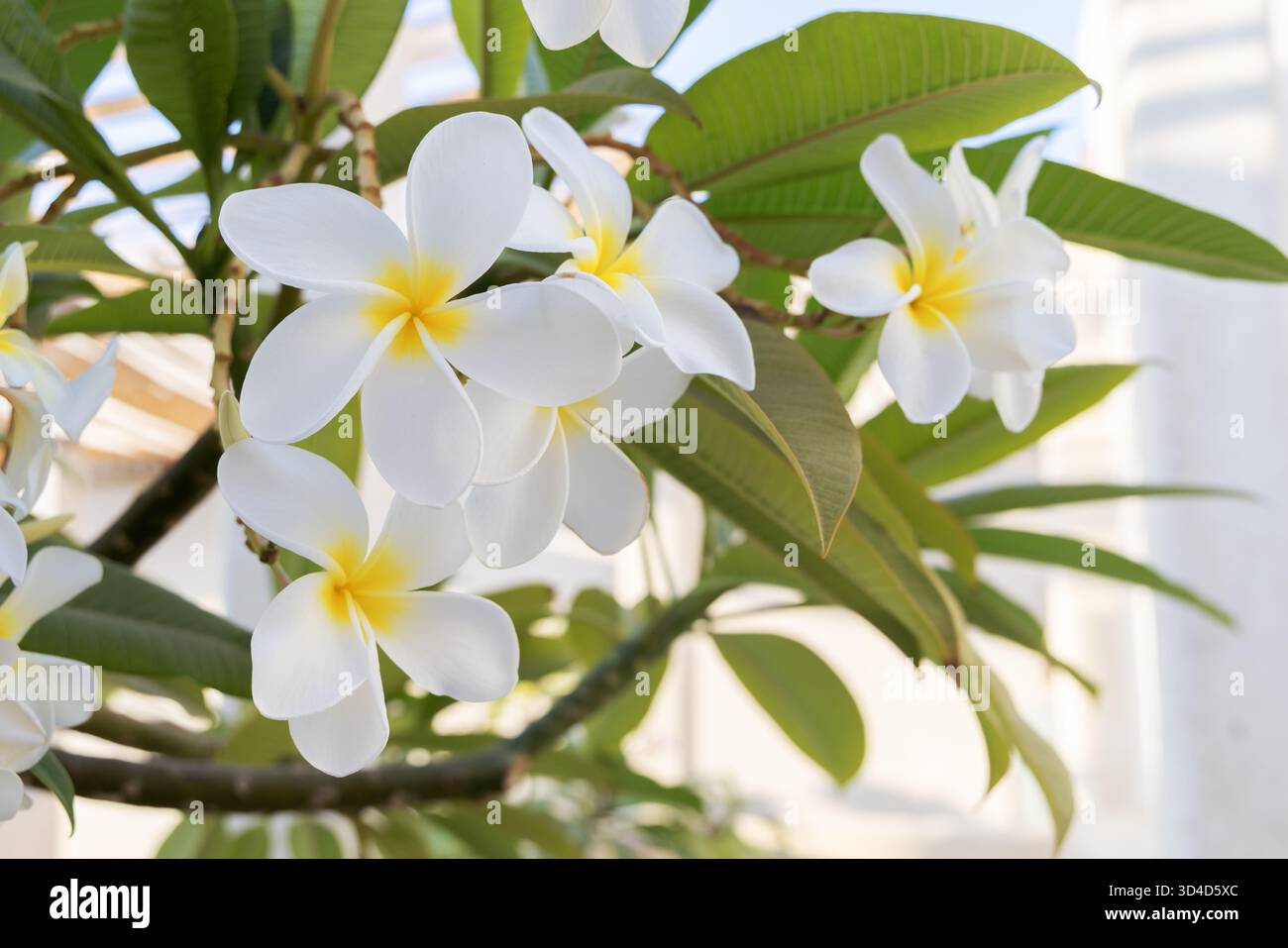 Eine lebendige Nahaufnahme weißer Plumeria-Blüten mit gelben Zentren, die gegen üppig grüne Blätter blühen. Die tropischen Blumen schaffen eine ruhige und natürliche Atmosphäre, perfekt für Naturliebhaber Stockfoto