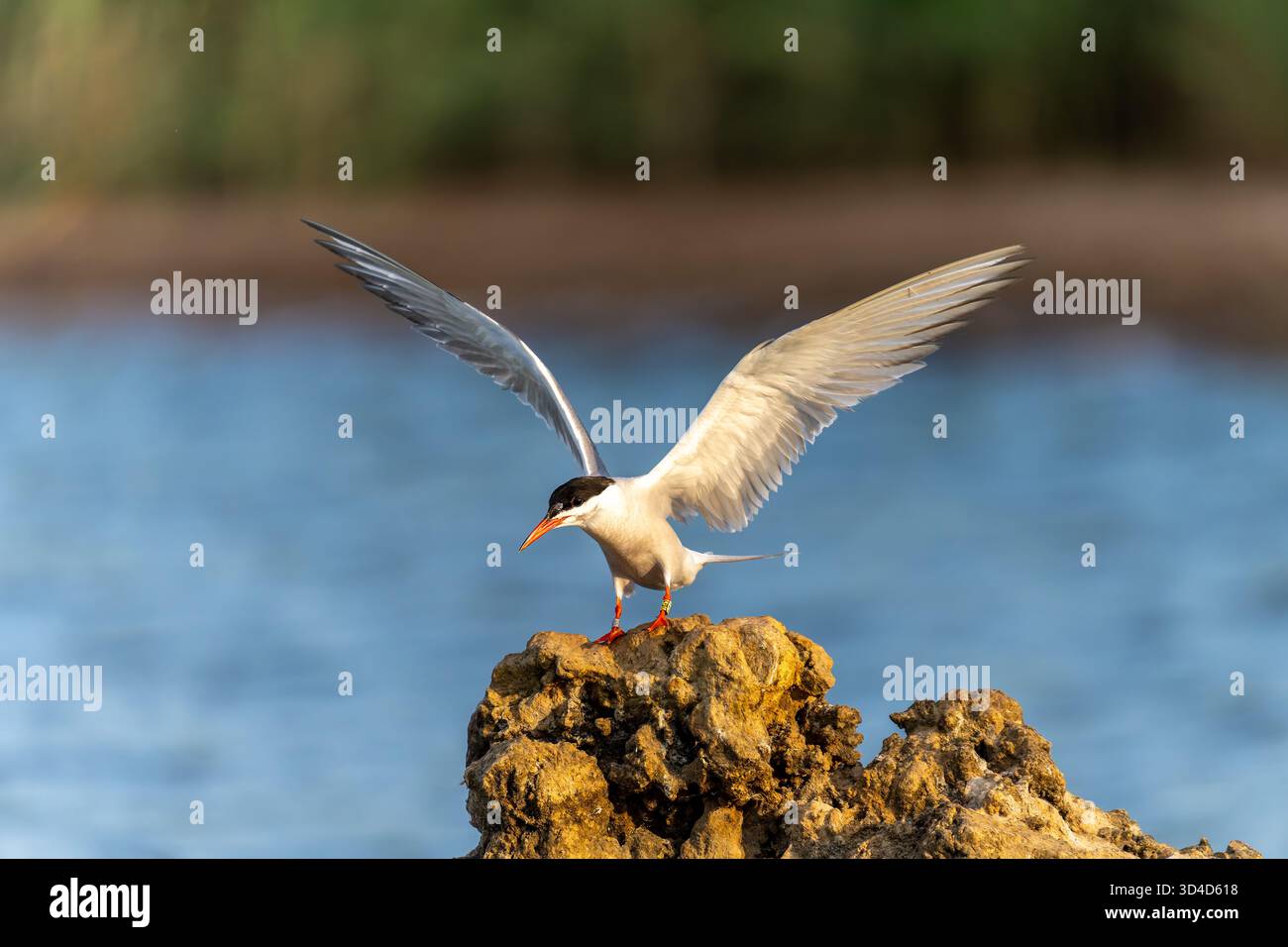 Sterna hirundo schlägt ihren Flügel auf einen Felsen im Mittelmeer, der im Juli in Israel fotografiert wurde Stockfoto