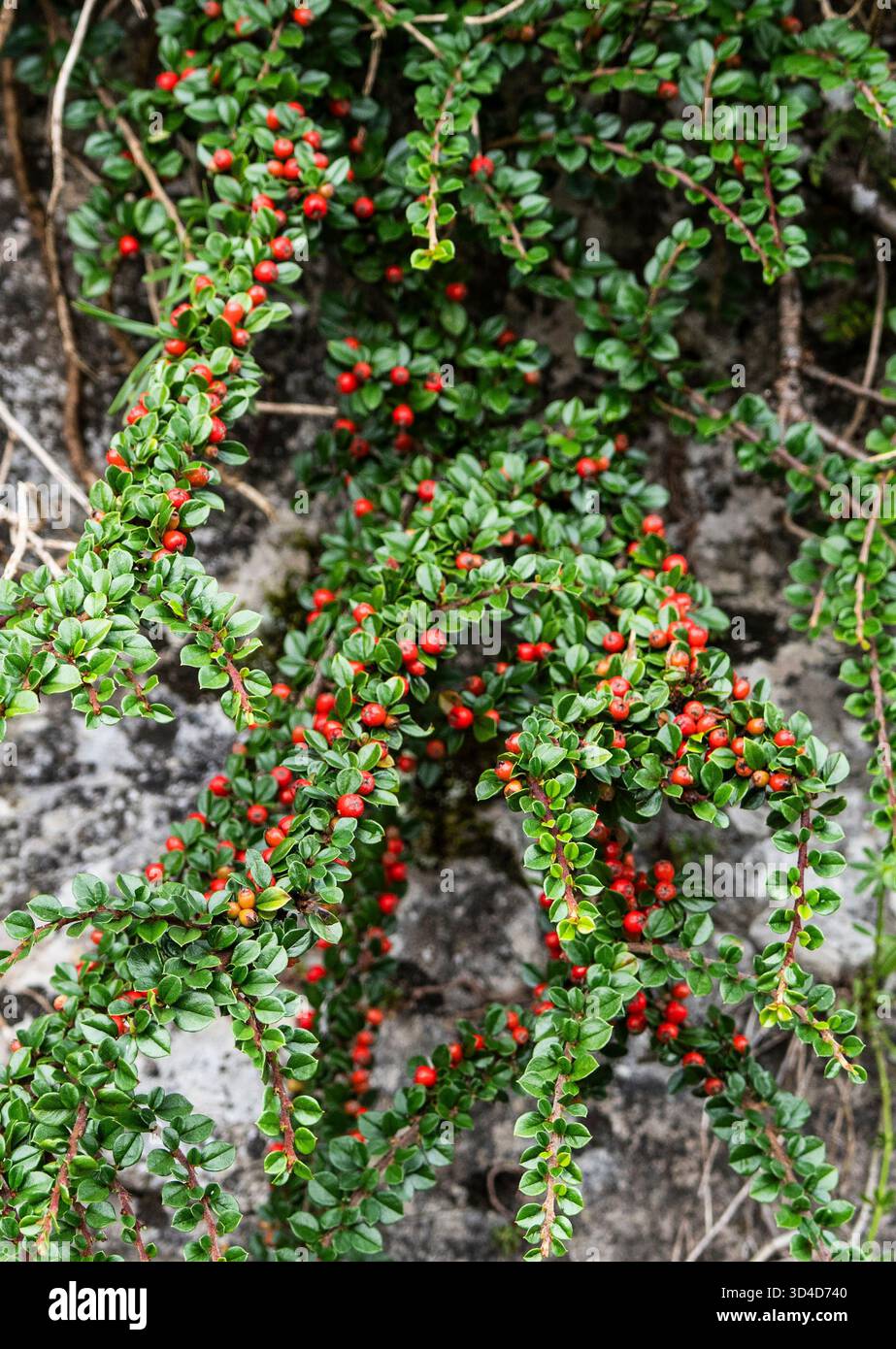 Cotoneaster horizontalis ist eine blühende Pflanzenart aus der Gattung Cotoneaster der Familie Rosaceae. Die Beeren sind attraktiv für Vögel und sind es Stockfoto