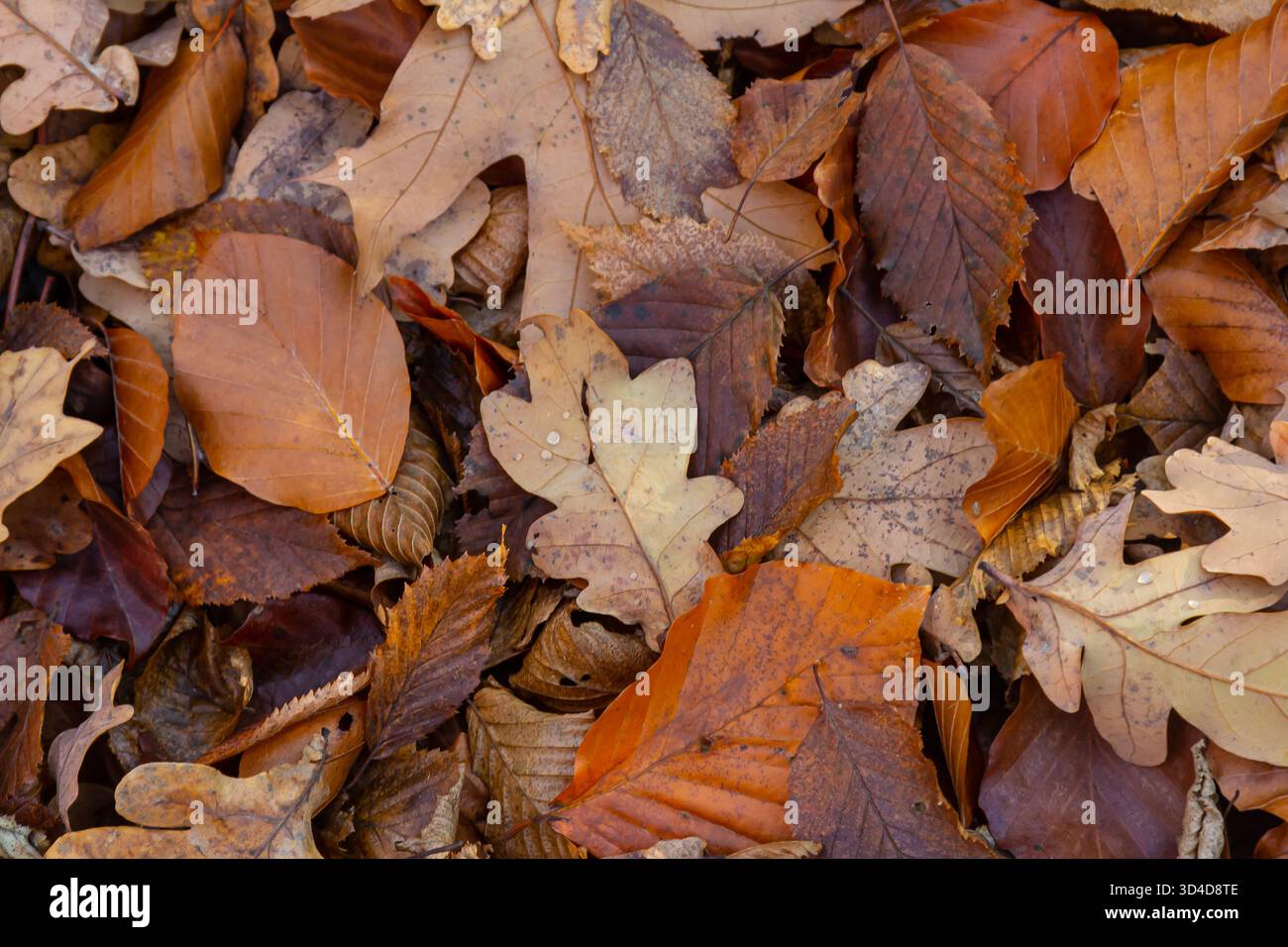 Die Mischung aus braunen, orangen und gelben Blättern bedeckt den Waldboden und zeigt die Schönheit des Herbstes, während sie ruhig ruhen und auf wechselnde Jahreszeiten hinweisen. Stockfoto