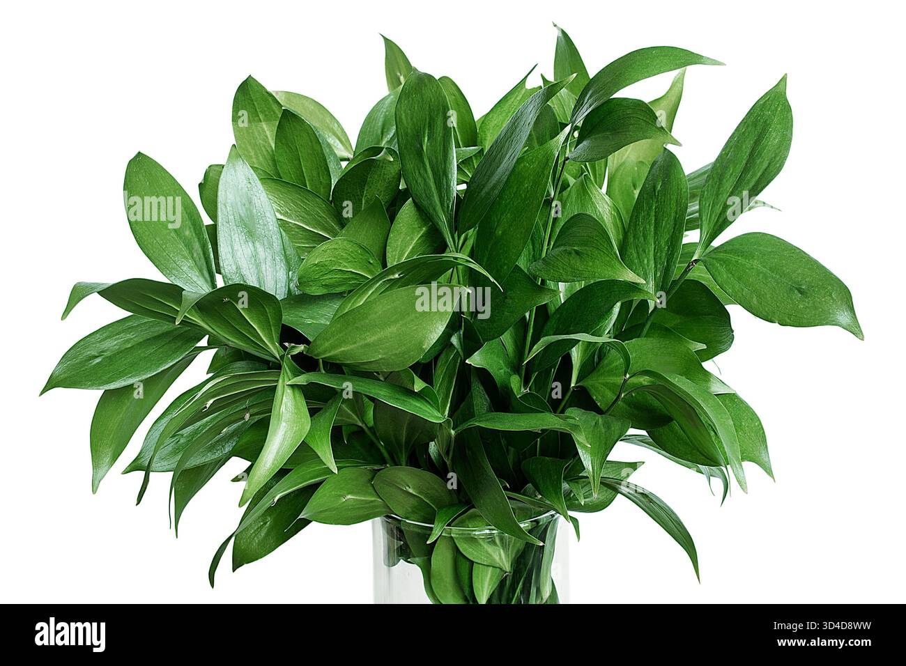 Ein Bündel grüner Eukalyptuszweige in Glasvase isoliert über weiß Stockfoto